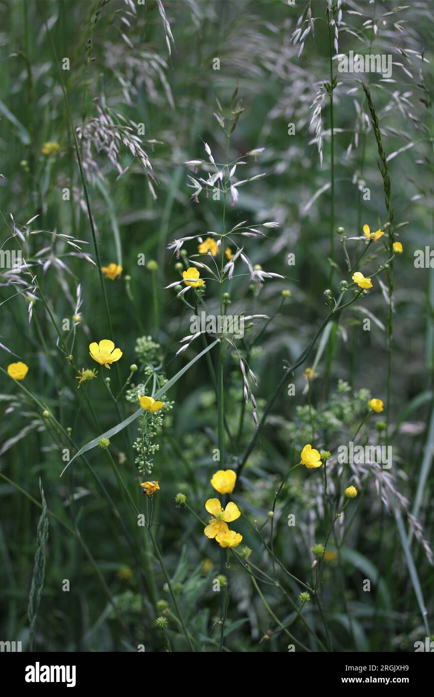 Meadow plants, Buttercup, central Europe Stock Photo