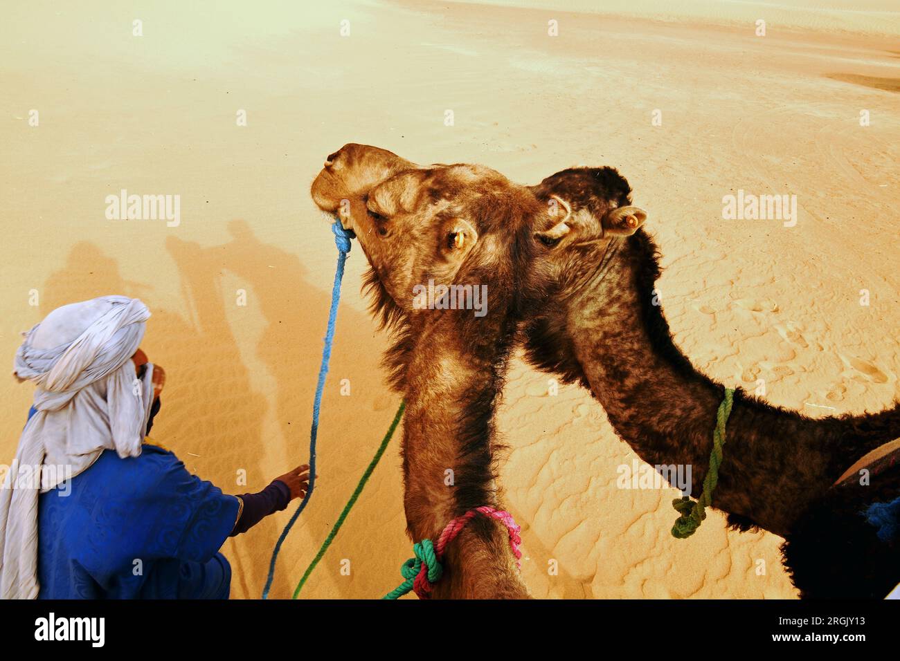 Kamelesind Tiere, die durch einen langen dünnen Hals, einen kleinen Kopf und relative langestreckte Beine. Es ist als Last- und Reittier in weiten Tei Stock Photo