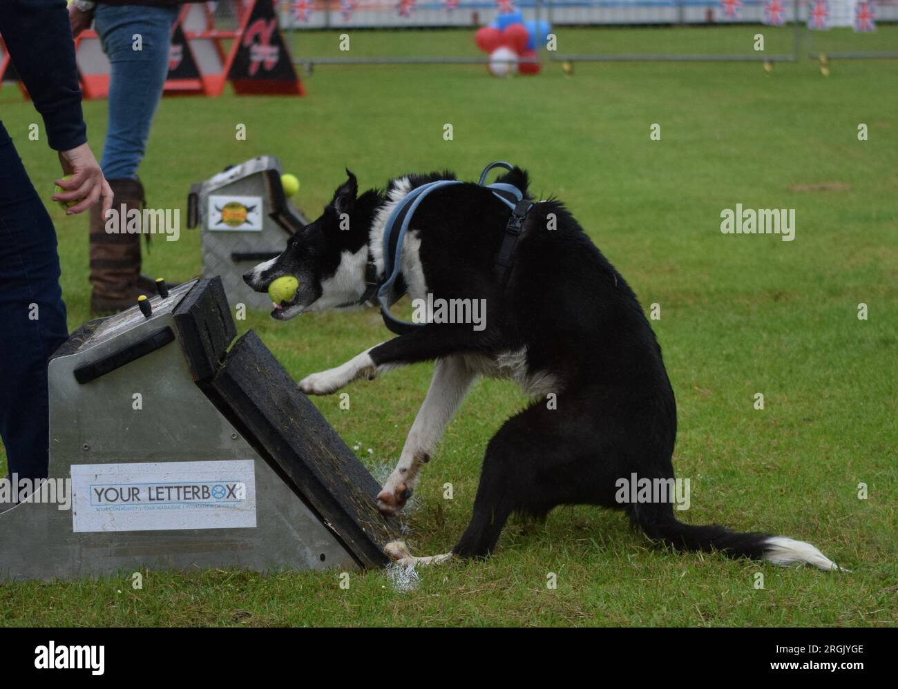 Side view of Australian sheep dog competing at flyball Stock Photo