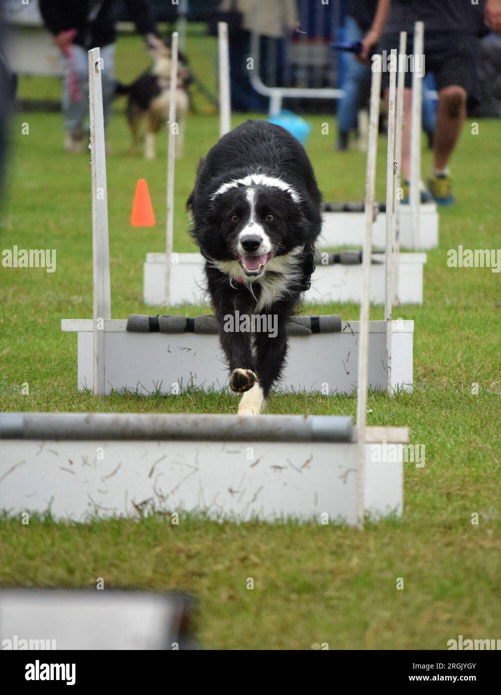 Australian sheep dog jumping hurdles while competing at flyball Stock Photo