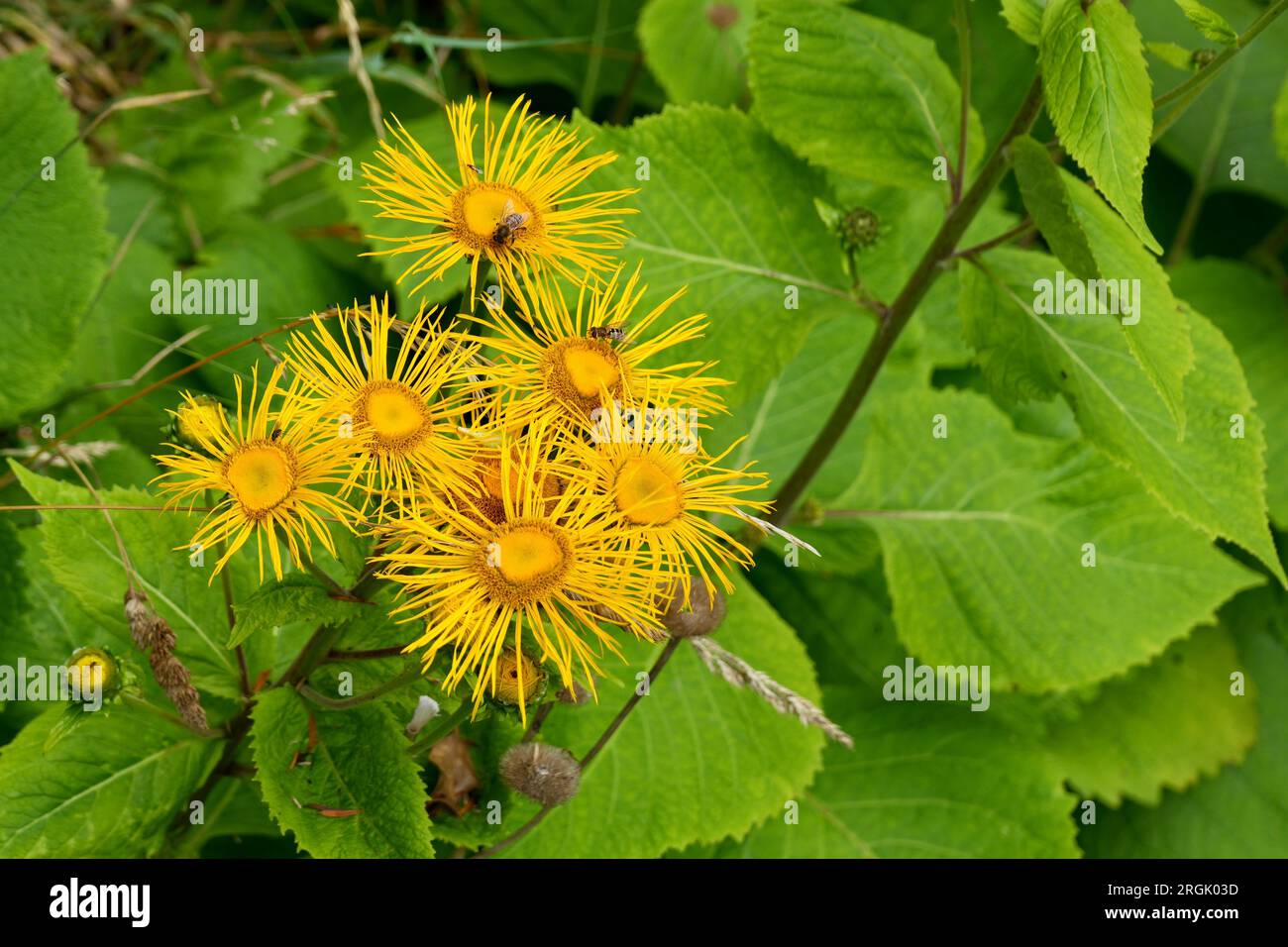 A group of Yellow Oxeye (Telekia Speciosa) flowers. Stock Photo