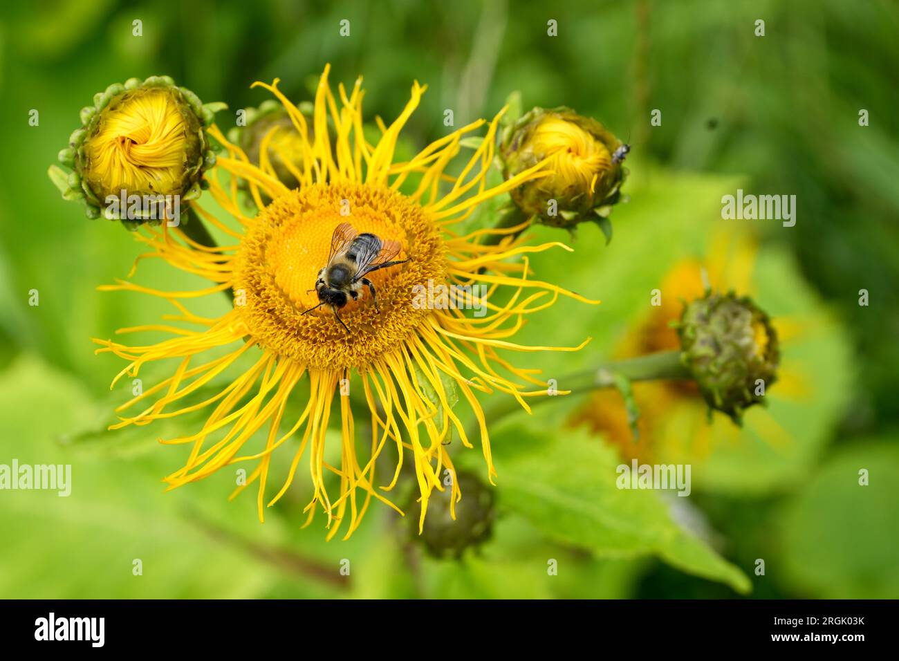 Yellow Oxeye flowers (Telekia Speciosa) with Honeybee. Stock Photo