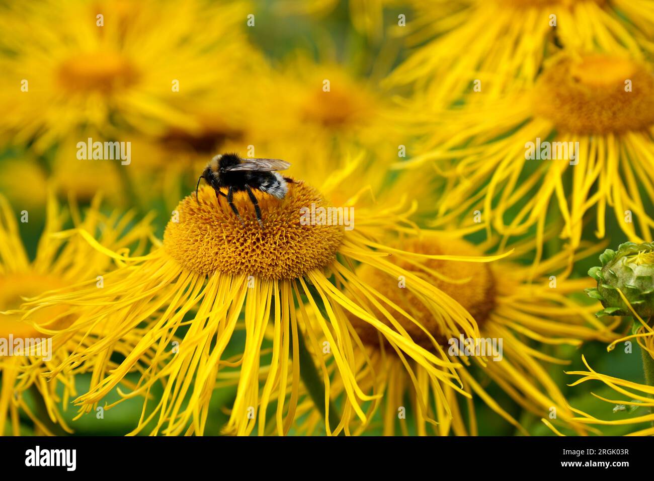 Yellow Oxeye (Telekia Speciosa) flowers with Honeybee. Stock Photo