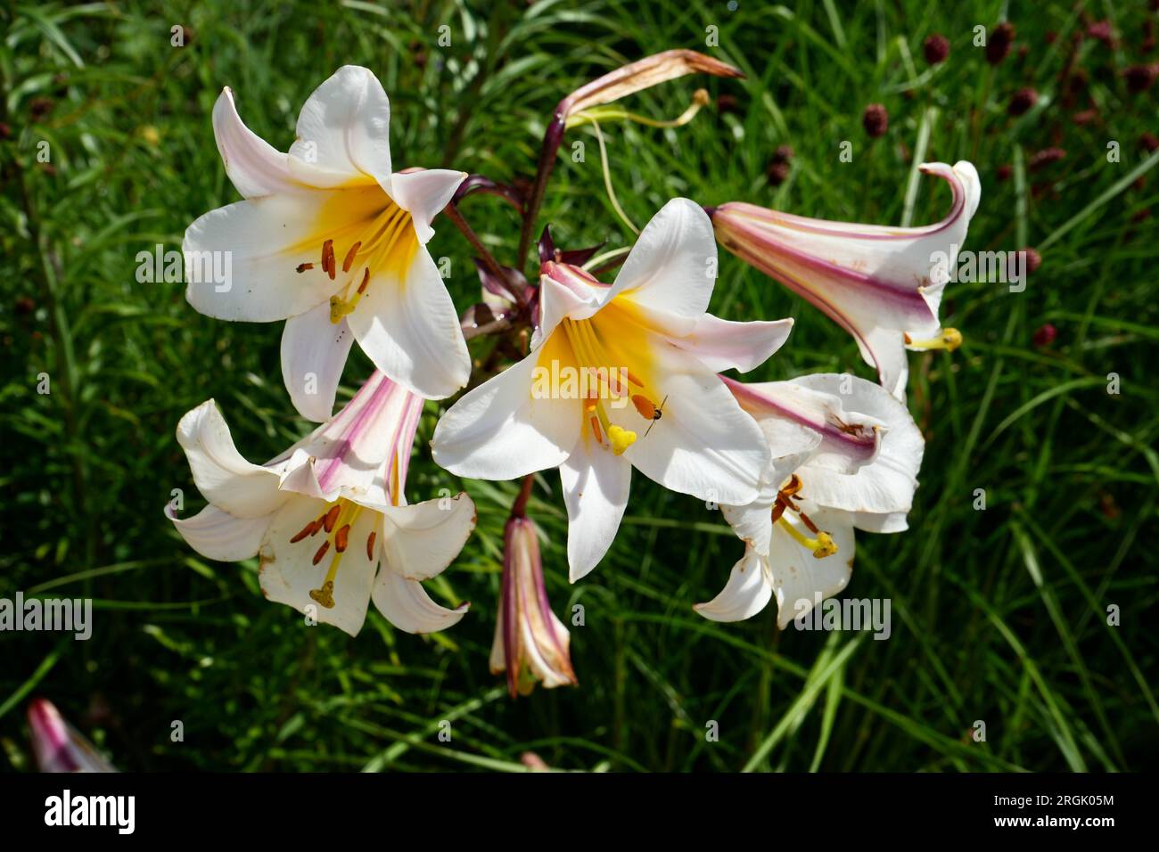 White Regal Lily (Lilium Regale) with greenery behind Stock Photo Alamy