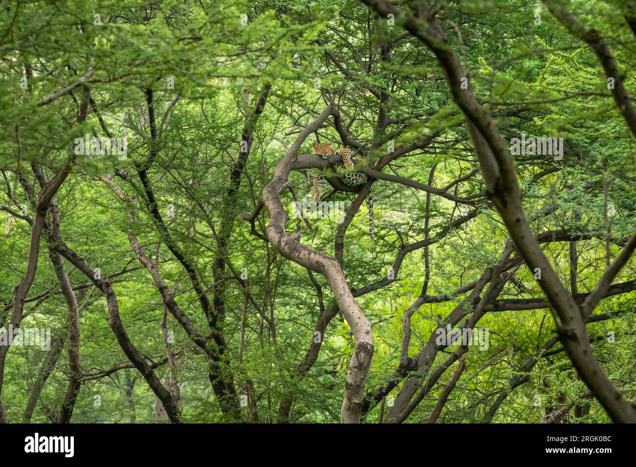 wild indian female leopard or panther or panthera pardus fusca hanging