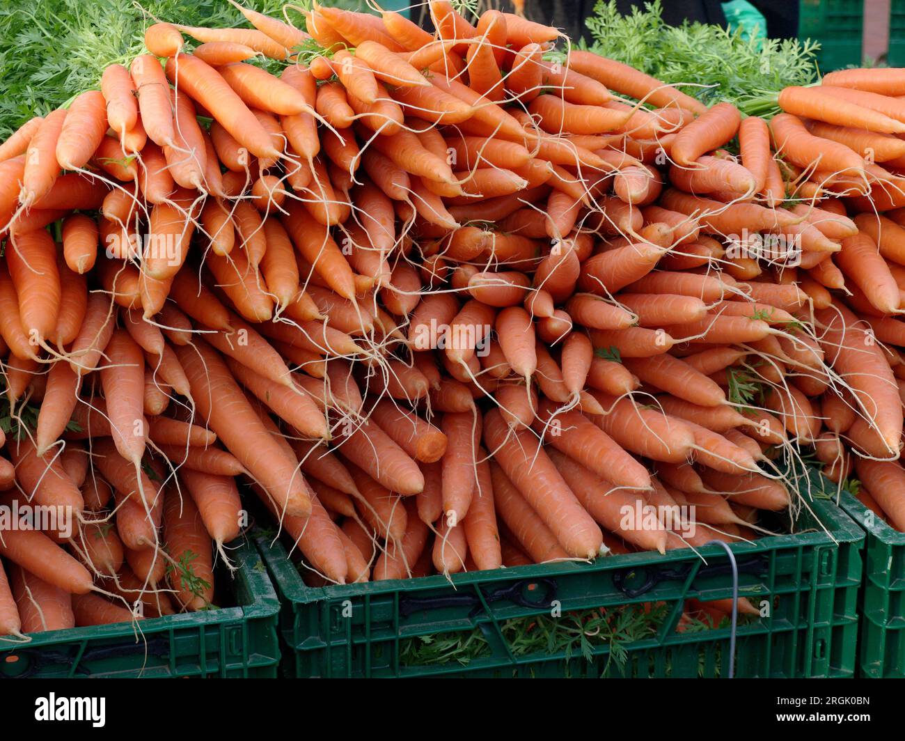 Bunches of colorful orange carrots with green tops held in a market Stock Photo