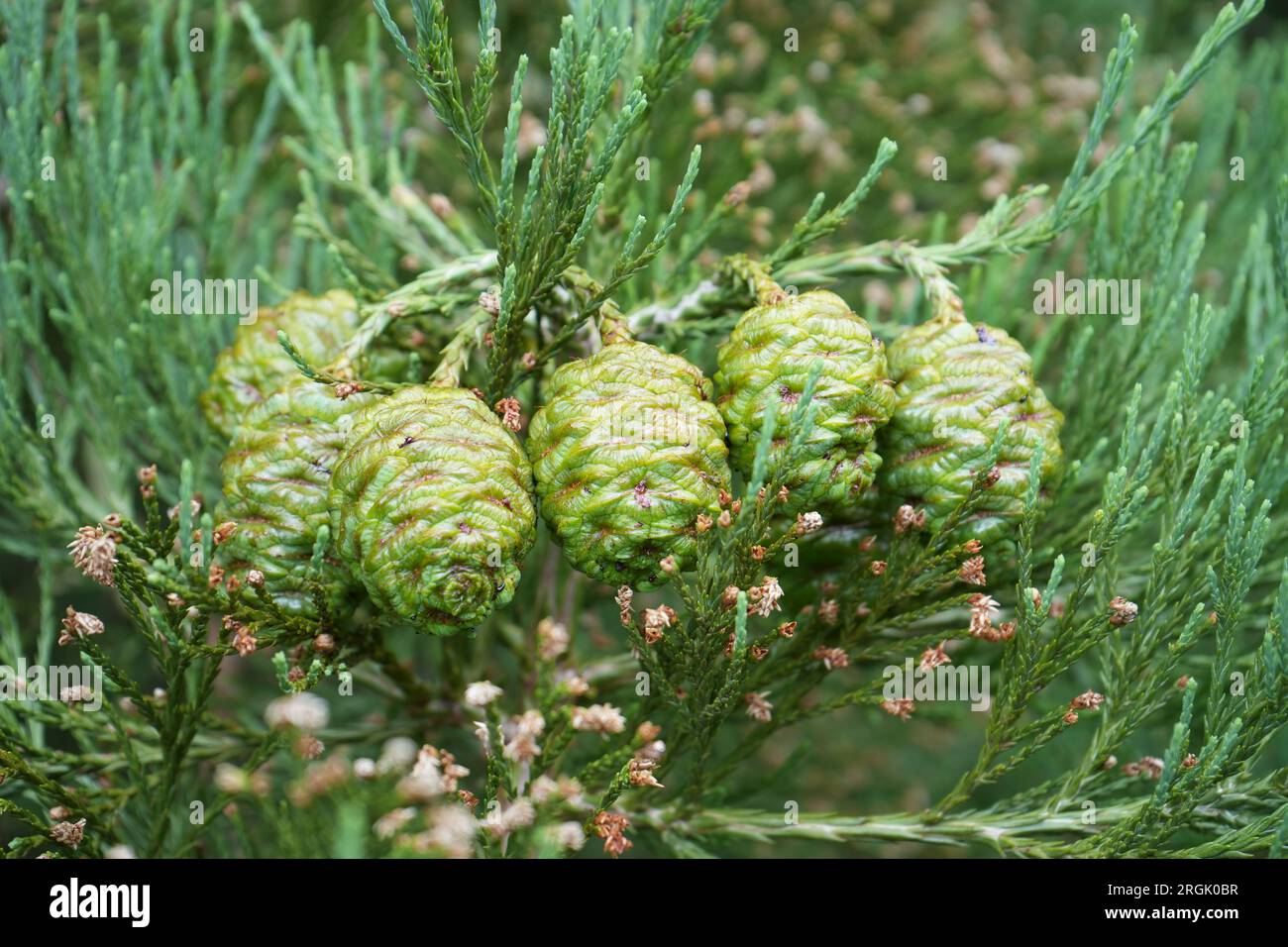 A Group of Giant Sequoia (Sequoiadendron giganteum) seed cones. Stock Photo