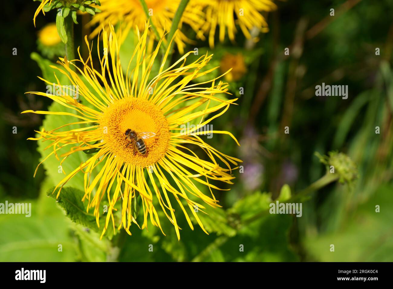 Yellow Oxeye flowers (Telekia Speciosa) with Honeybee. Derbyshire, UK Stock Photo