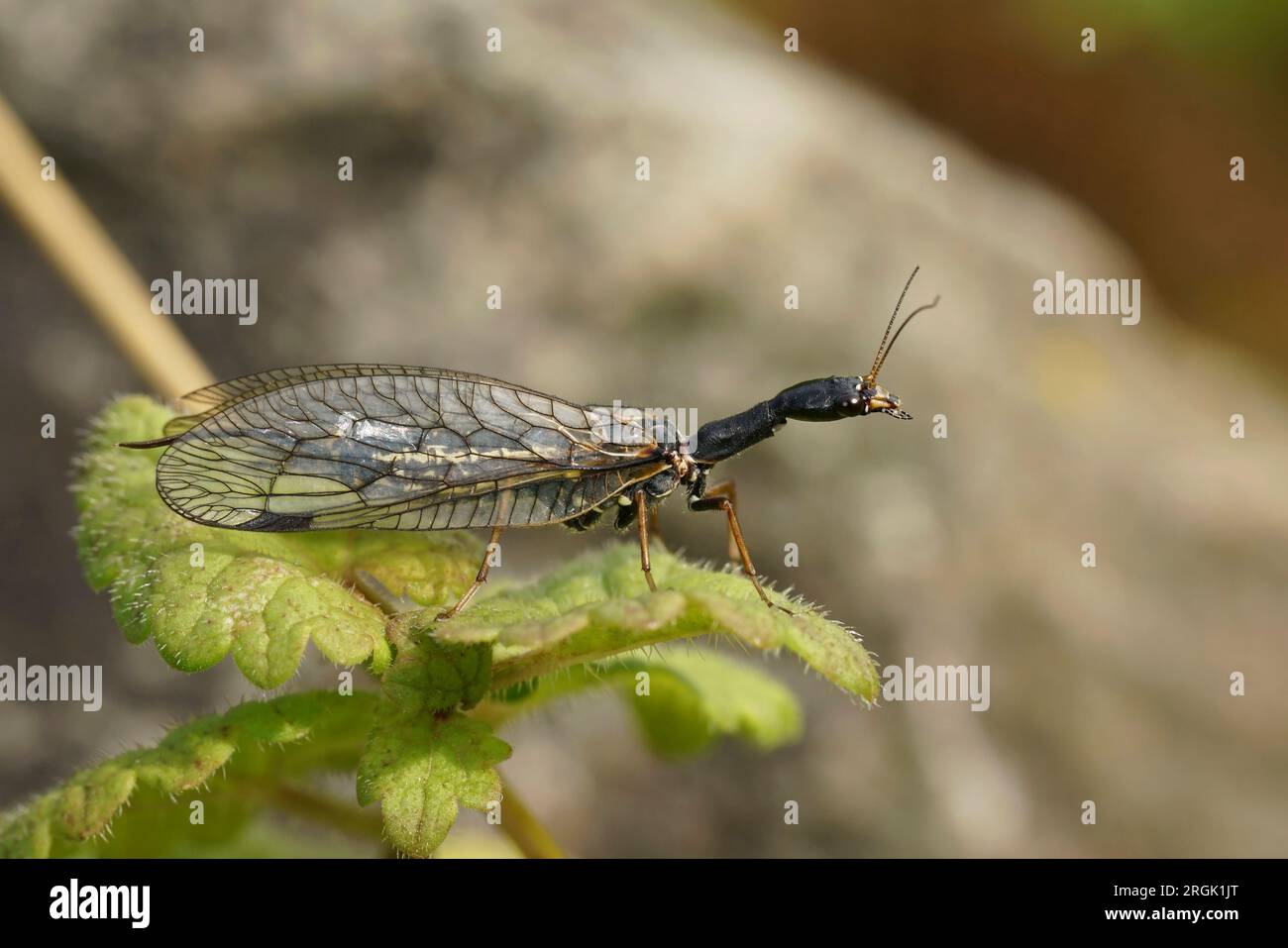 Natural closeup on the odd shaped Oak Snakefly, Phaeostigma notata sitting on a green leaf Stock Photo