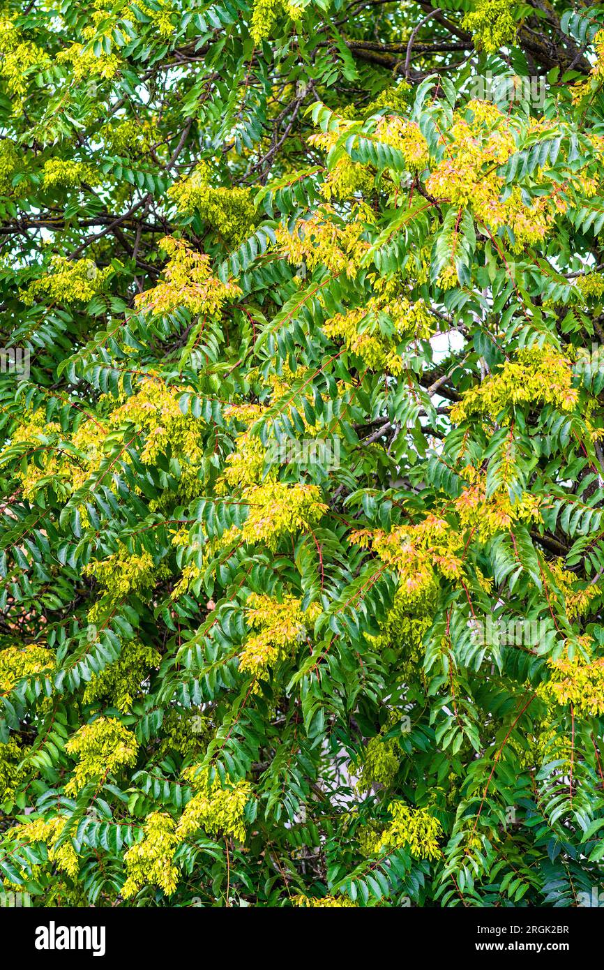 Detail of leaves and blossom of False Acacia (Robinia pseudacacia) - Brussels, Belgium. Stock Photo