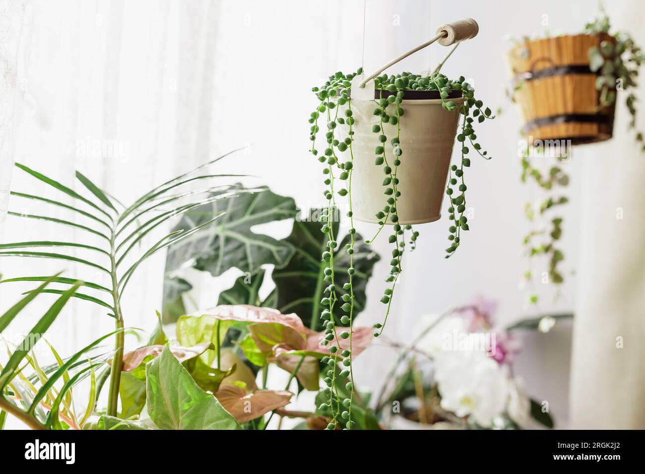 Different Exotic Plants at Window Sill. Senecio Rowleyanus House Plant in a White Hanging Bucket Pot. String of Pearls, String of Hearts in Hanging Po Stock Photo