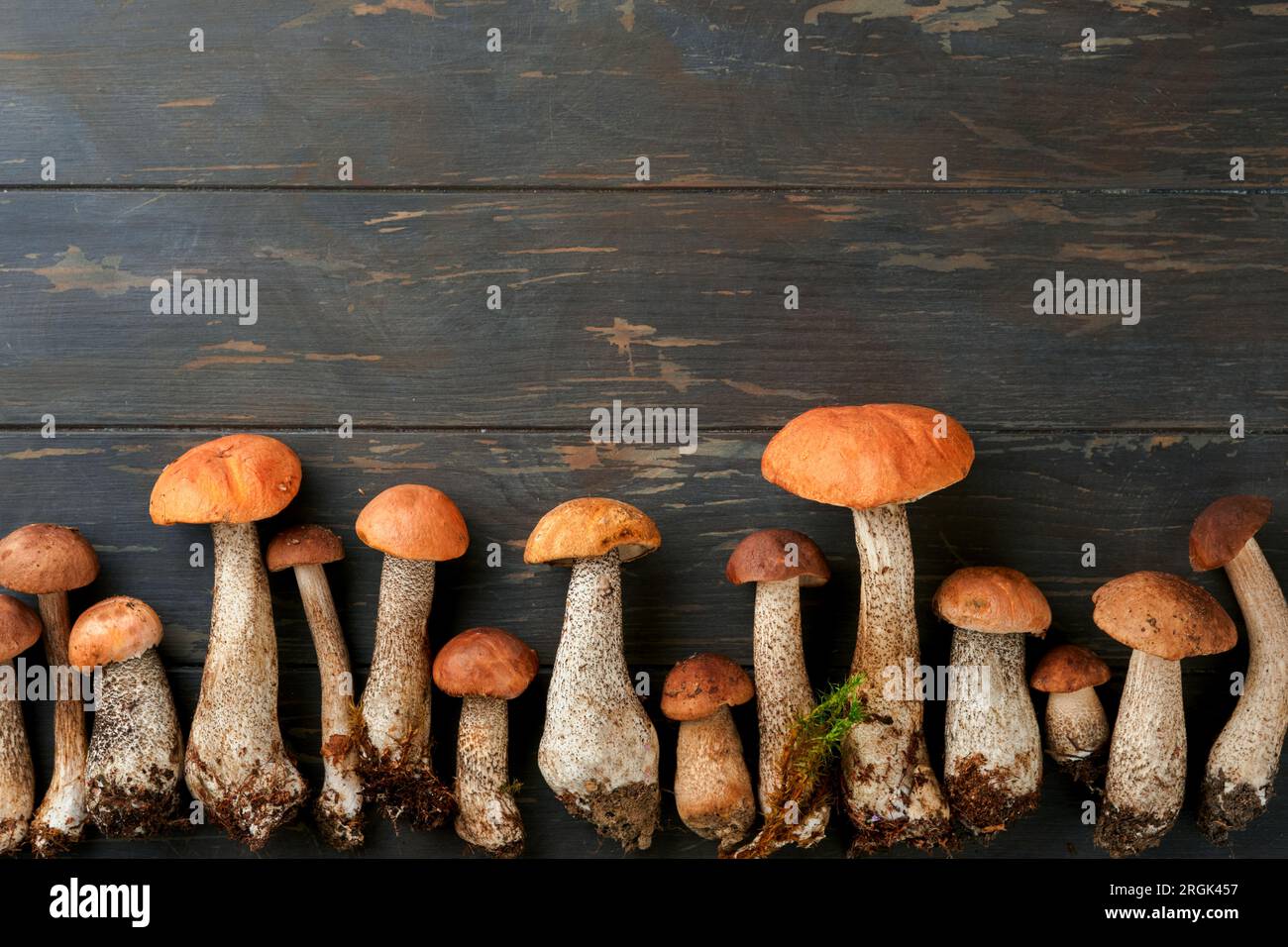Porcini mushroom or mushroom an orange-cap boletus on old dark rustic wooden table backgrounds. Organic forest food. Autumn harvest concept. Edible fr Stock Photo