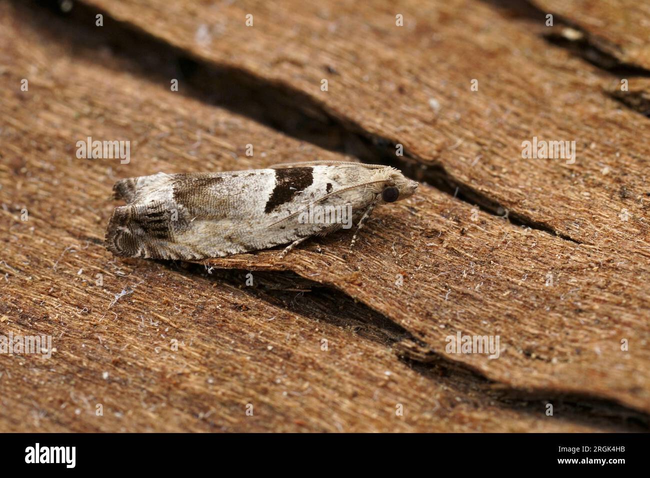 Natural closeup on the small Small Birch Bell tortricid moth, Epinotia ramella sitting on wood Stock Photo