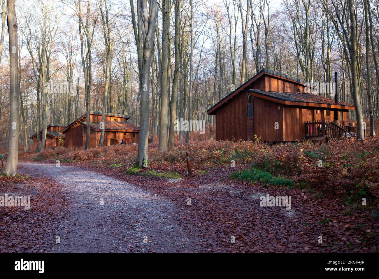 Wooden house in forest Stock Photo - Alamy