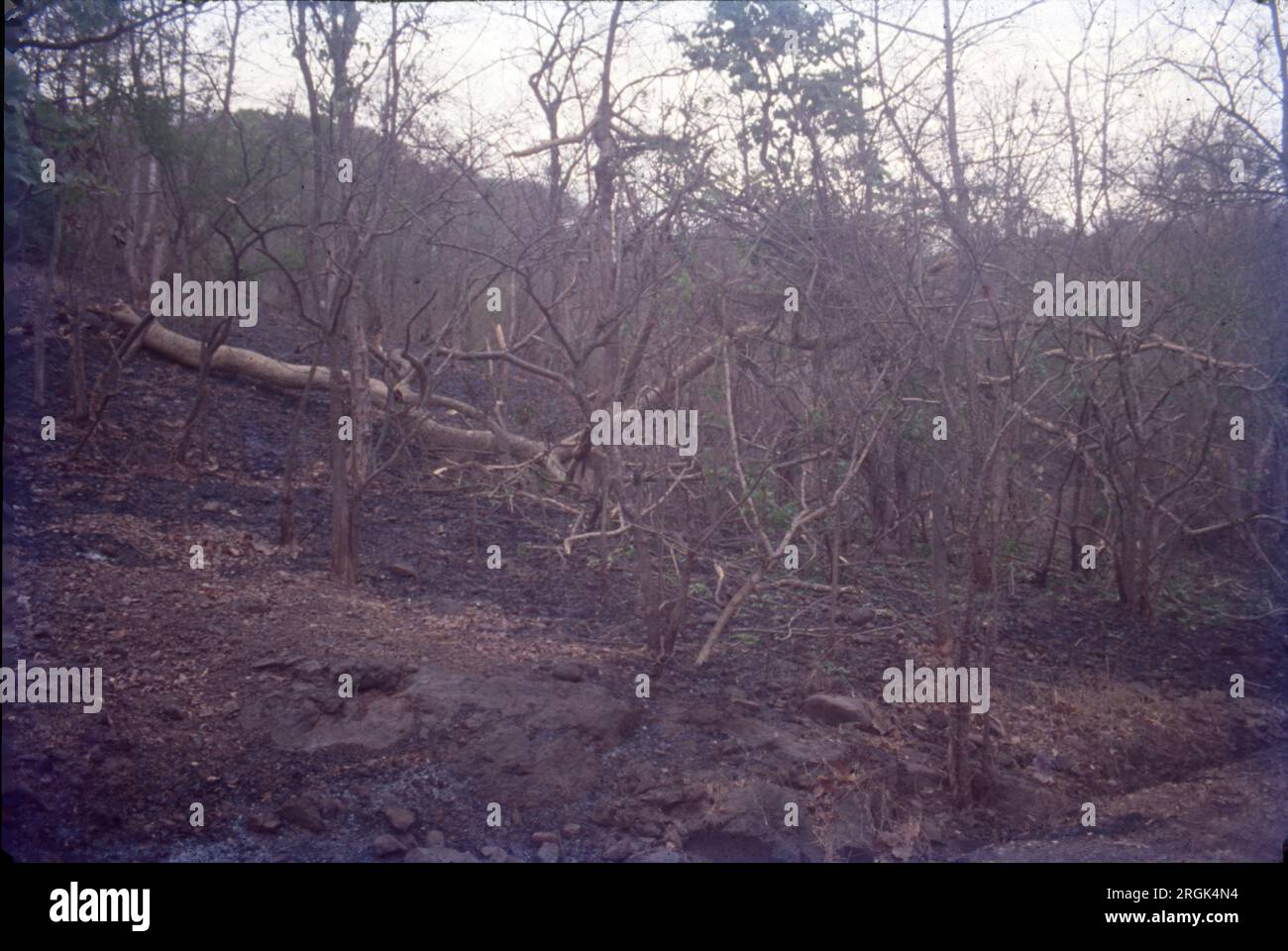 Distruction of Trees, Forest, Cut Trees, Ecology, Environmental, India ...