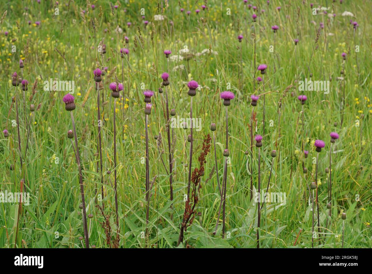 Natural Closeup on an aggregation of colorful purple flowering melancholy thistle flowers, Cirsium heterophyllum Stock Photo
