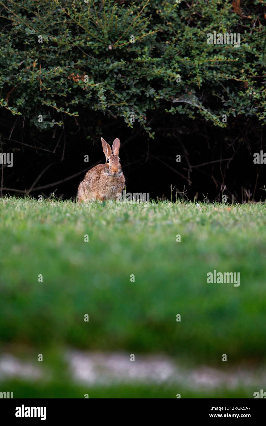Old world rabbit (Oryctolagus cuniculus) in grass in Piemont Stock Photo