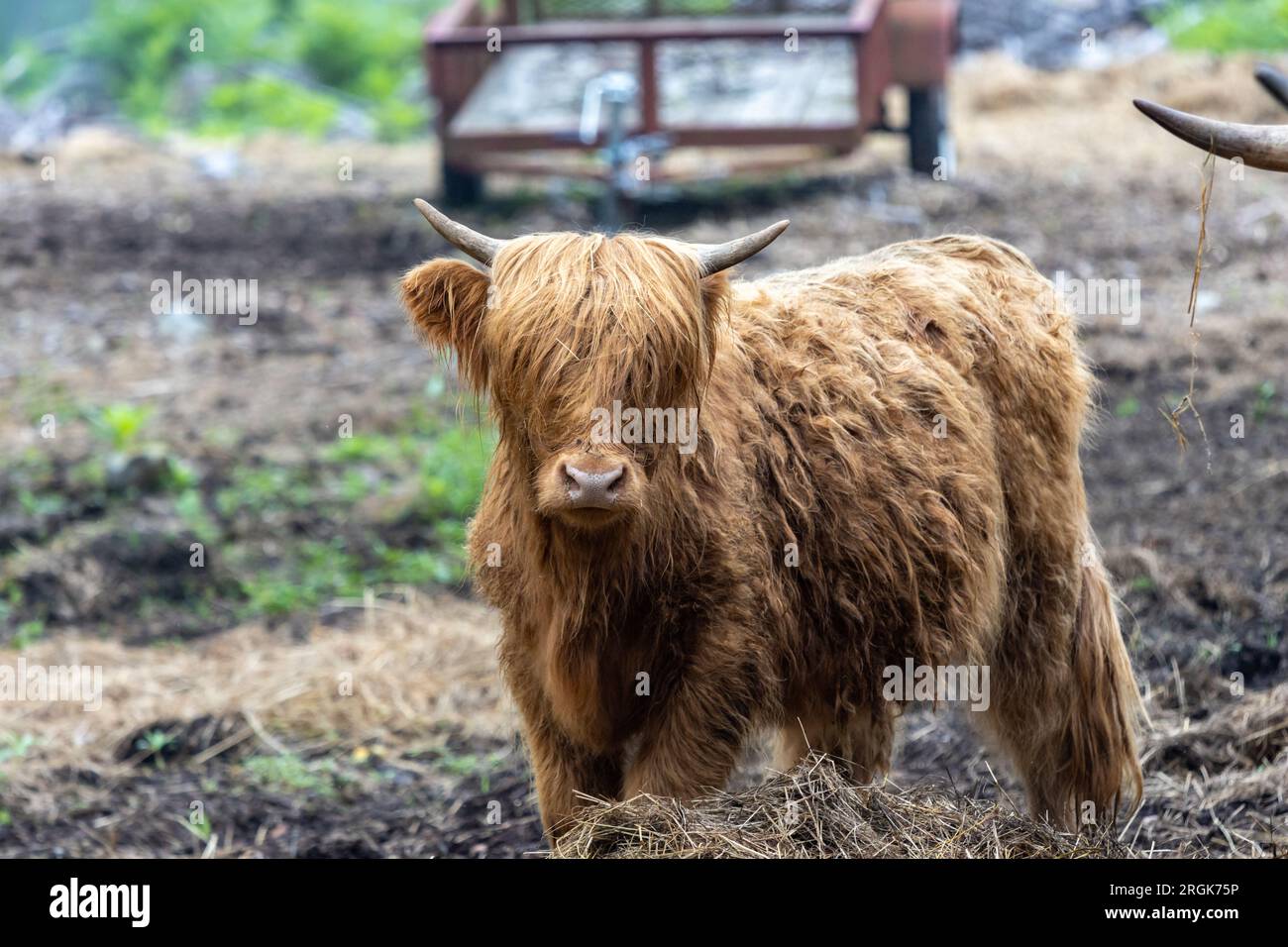 Highland Cattle and Calf on a foggy morning farm Stock Photo
