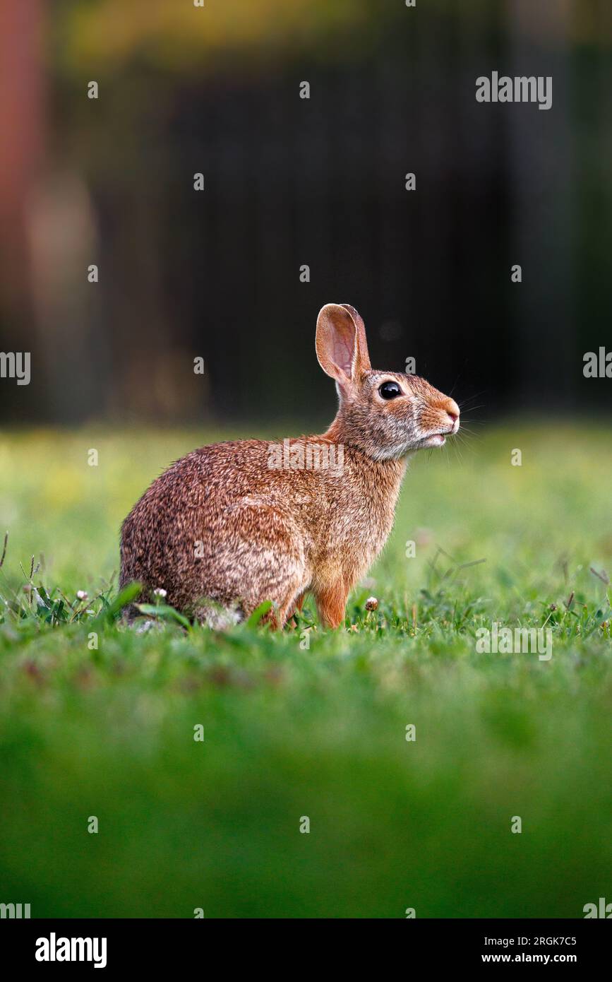 Old world rabbit (Oryctolagus cuniculus) in grass in Piemont Stock Photo