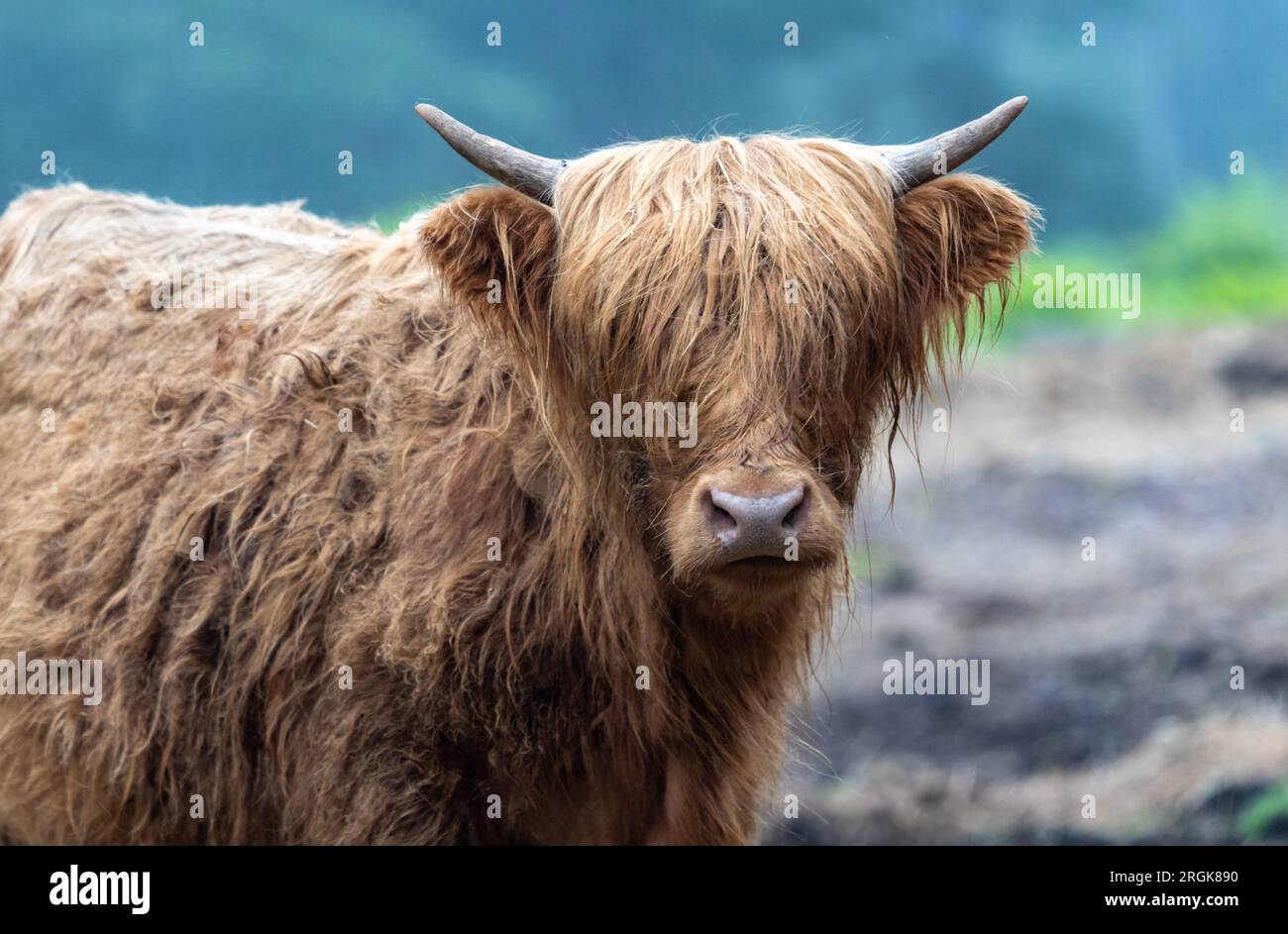 Highland Cattle and Calf on a foggy morning farm Stock Photo