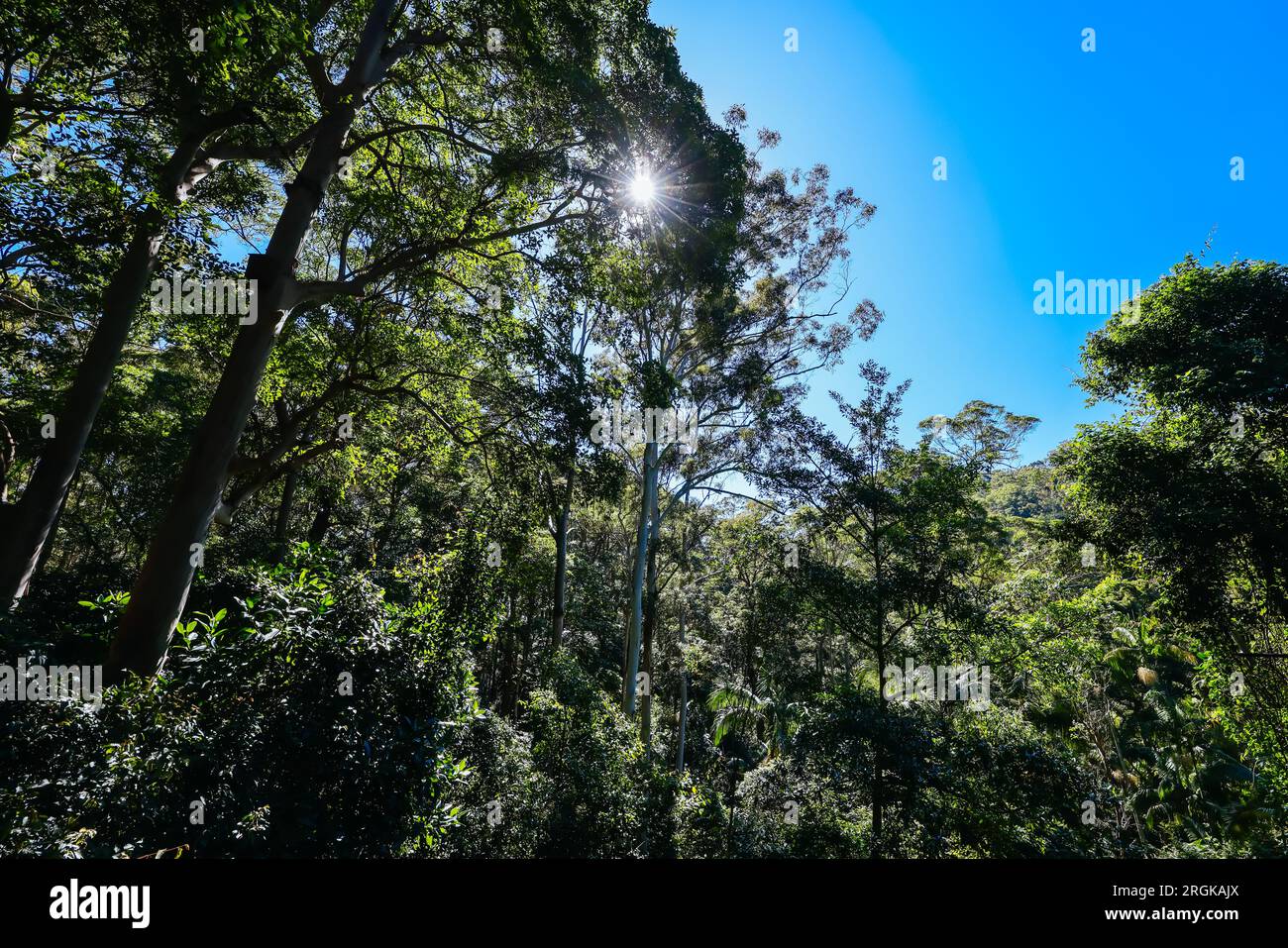MT TAMBORINE, AUSTRALIA JUL 30 2023 The stunning Tamborine Rainforest Skywalk on a warm