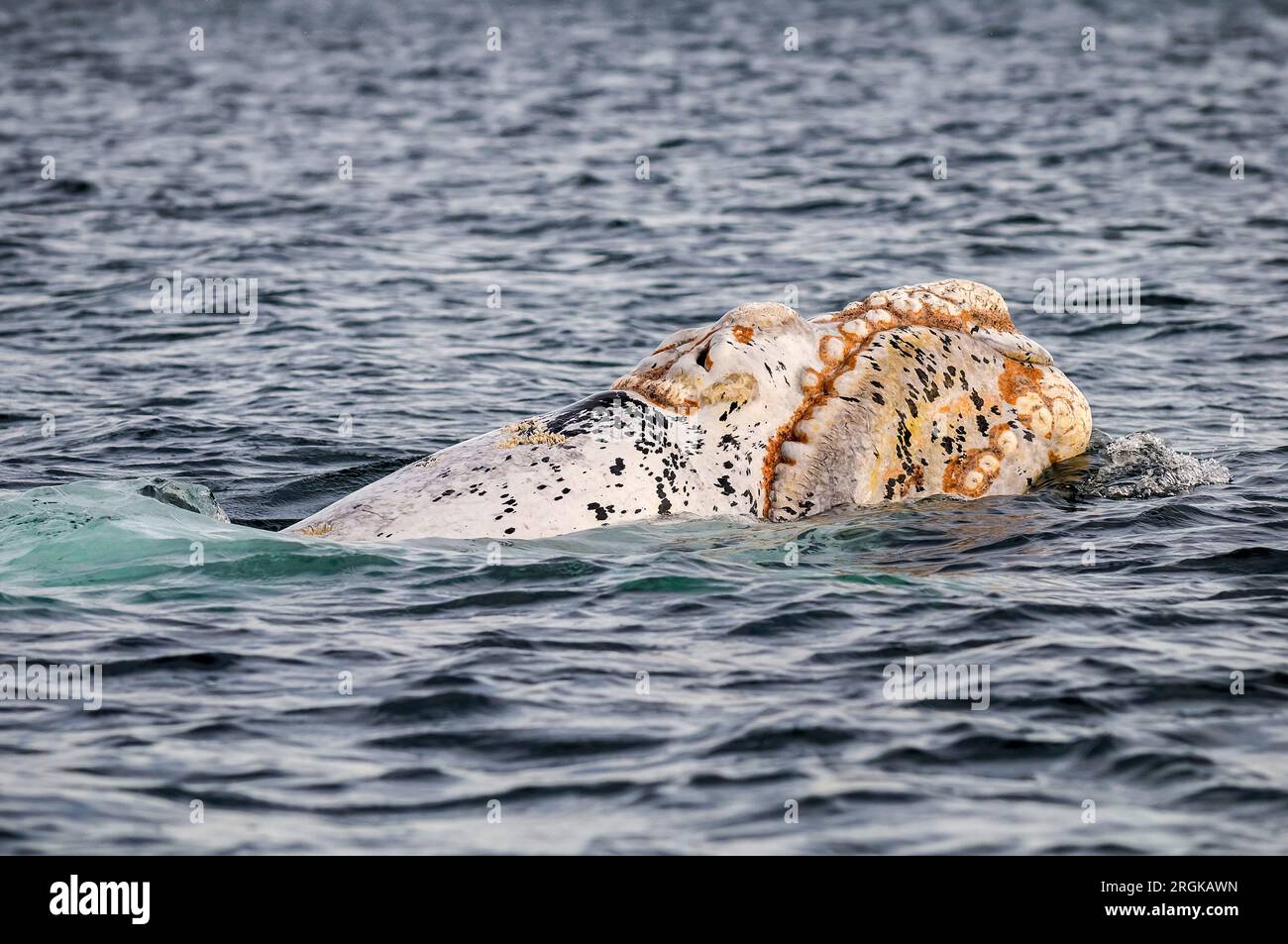 Whale emerging hi-res stock photography and images - Alamy