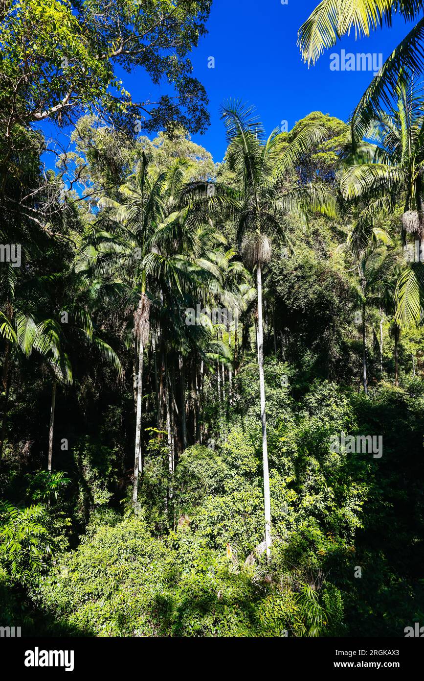 MT TAMBORINE, AUSTRALIA JUL 30 2023 The stunning Tamborine