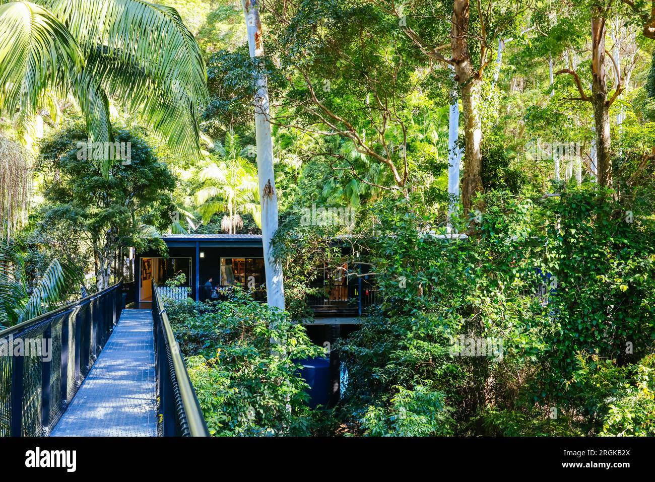 MT TAMBORINE, AUSTRALIA JUL 30 2023 The stunning Tamborine