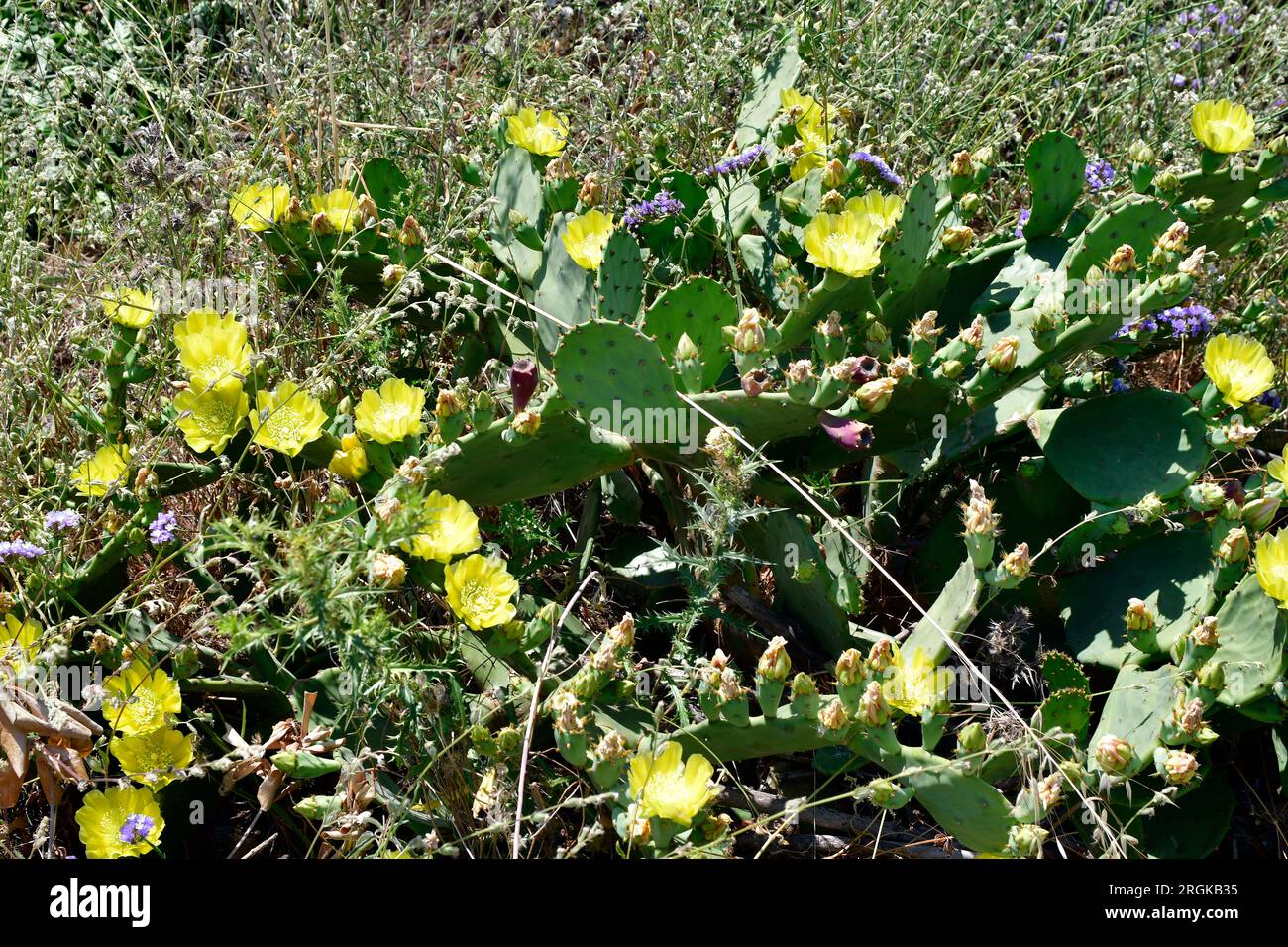 Greece, Halkidiki, flowering prickly pear cactus fruits ar edible