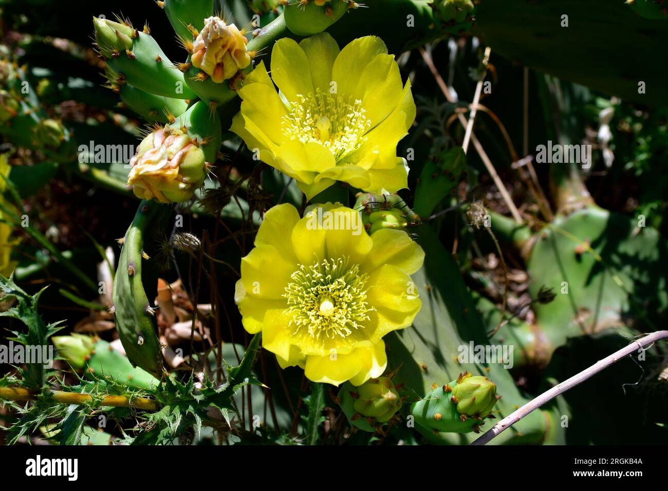 Greece, Halkidiki, yellow flowering prickly pear cactus fruits ar
