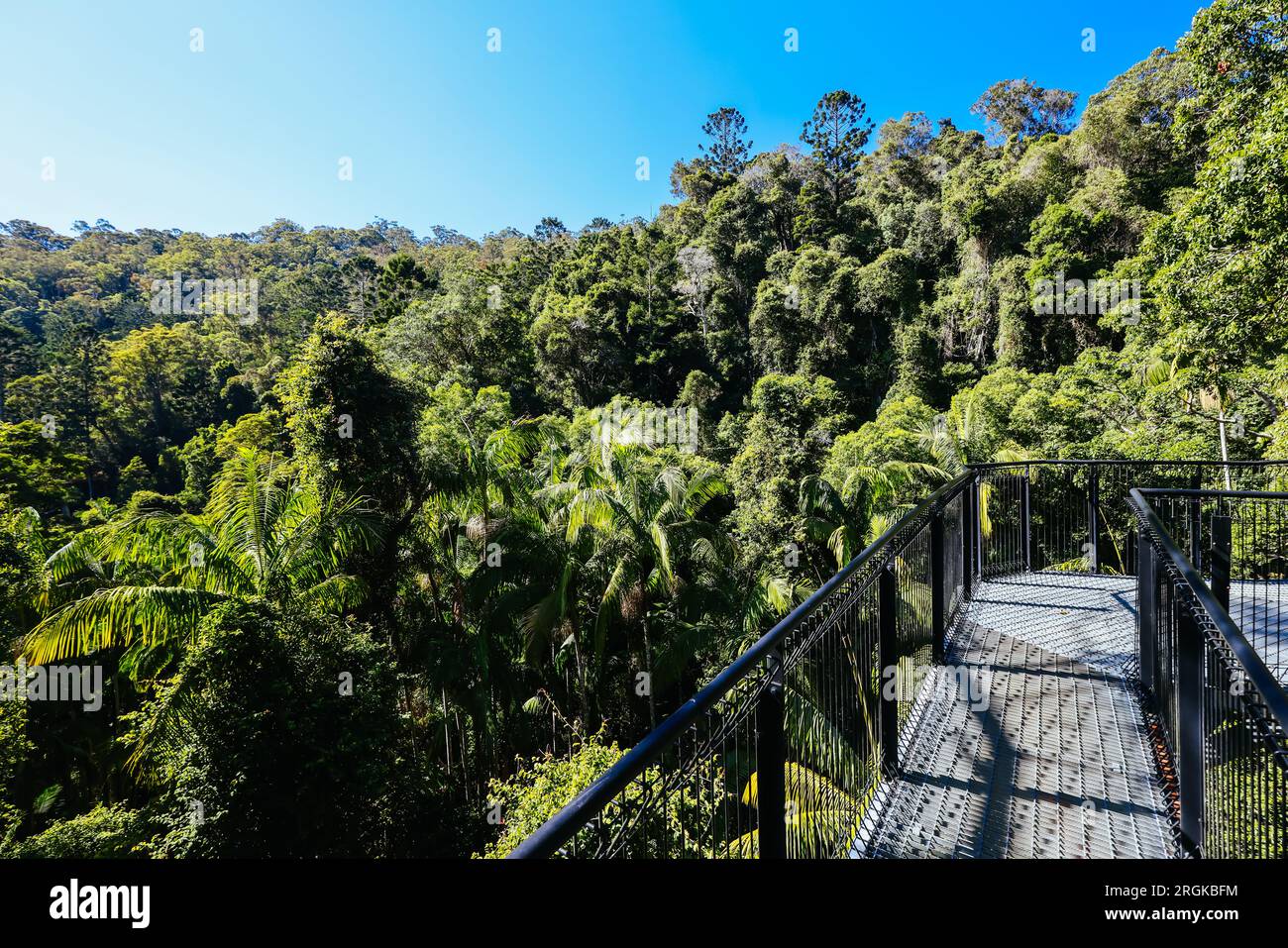 MT TAMBORINE, AUSTRALIA JUL 30 2023 The stunning Tamborine Rainforest Skywalk on a warm