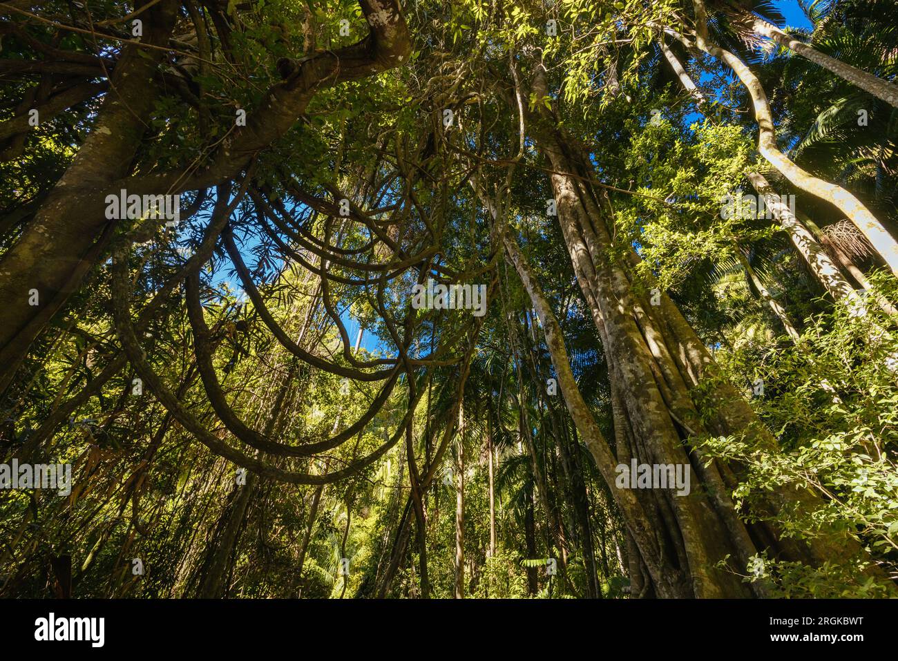 MT TAMBORINE, AUSTRALIA JUL 30 2023 The stunning Tamborine Rainforest Skywalk on a warm