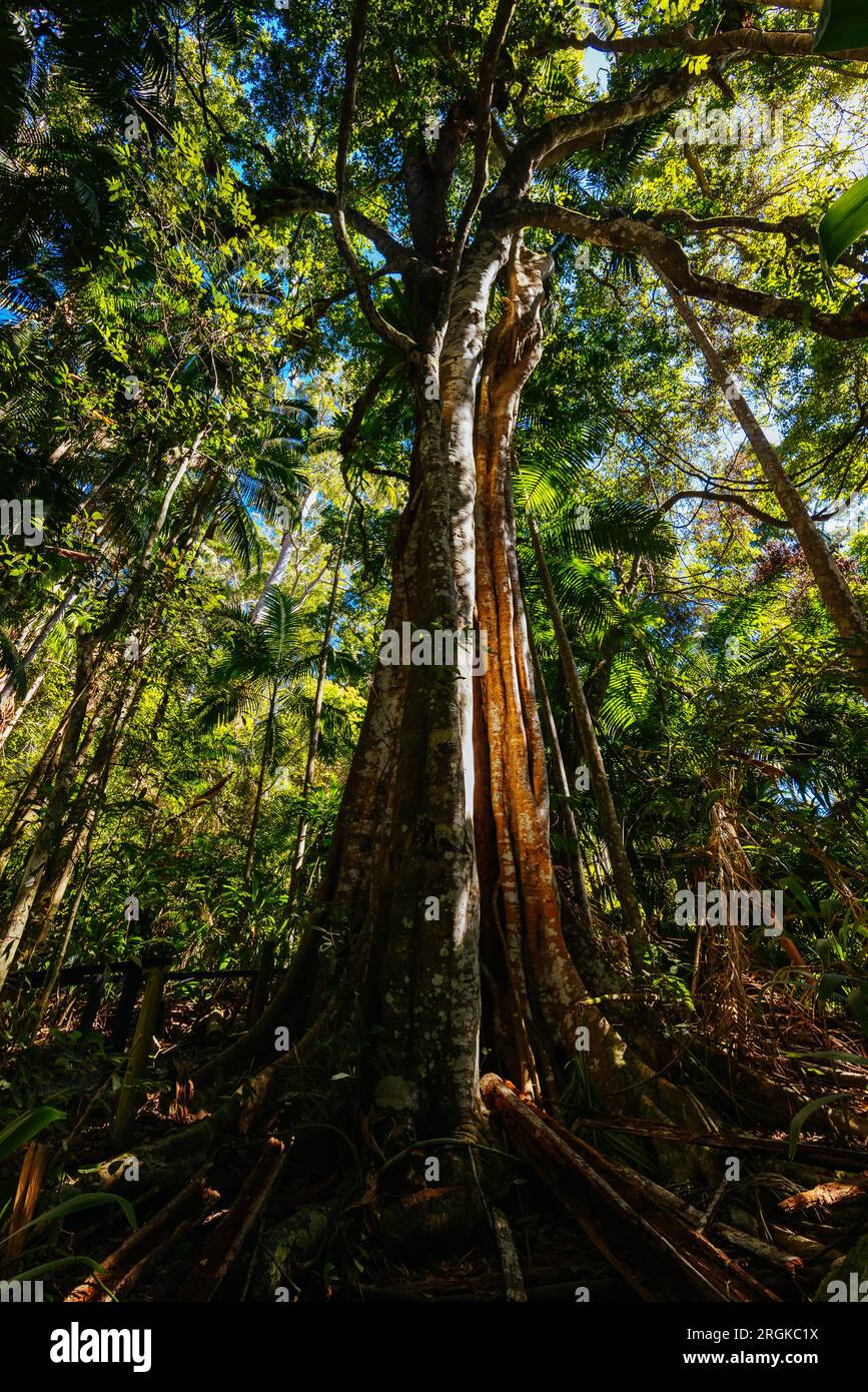 MT TAMBORINE, AUSTRALIA JUL 30 2023 The stunning Tamborine