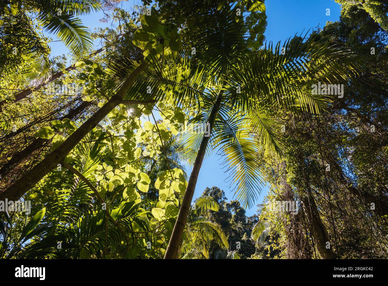 MT TAMBORINE, AUSTRALIA JUL 30 2023 The stunning Tamborine