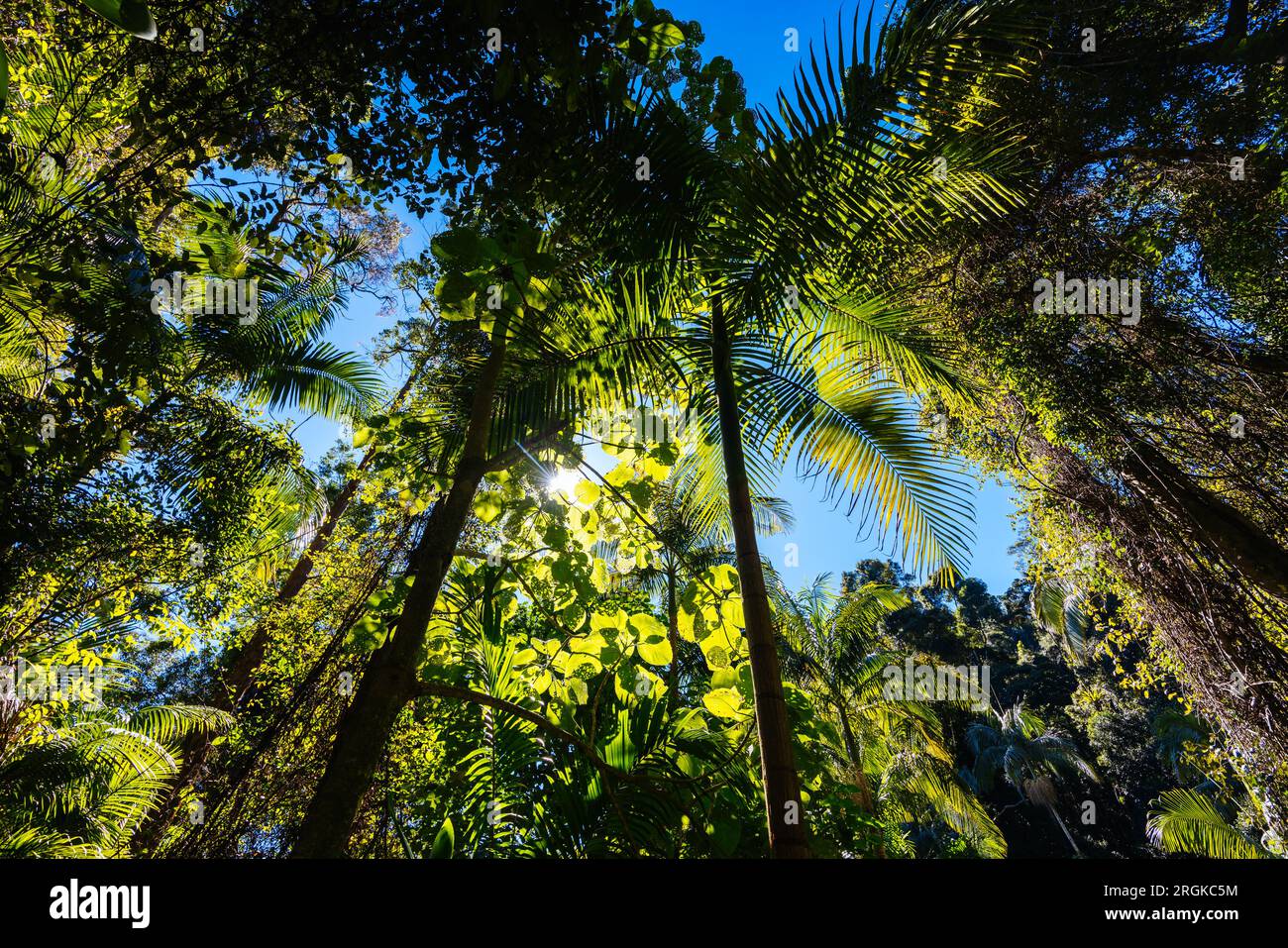 MT TAMBORINE, AUSTRALIA JUL 30 2023 The stunning Tamborine