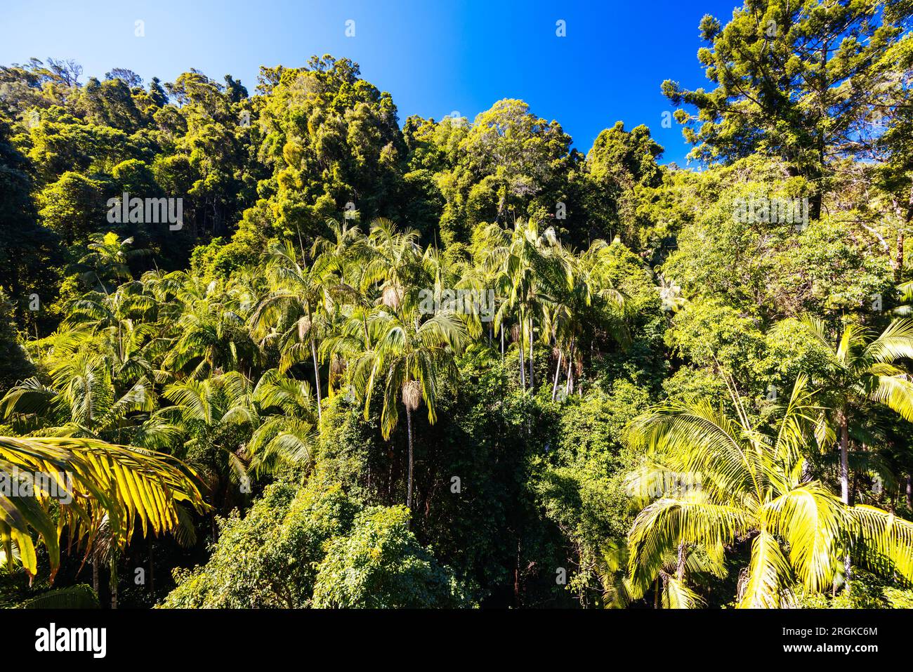 MT TAMBORINE, AUSTRALIA - JUL 30 2023: The stunning Tamborine ...