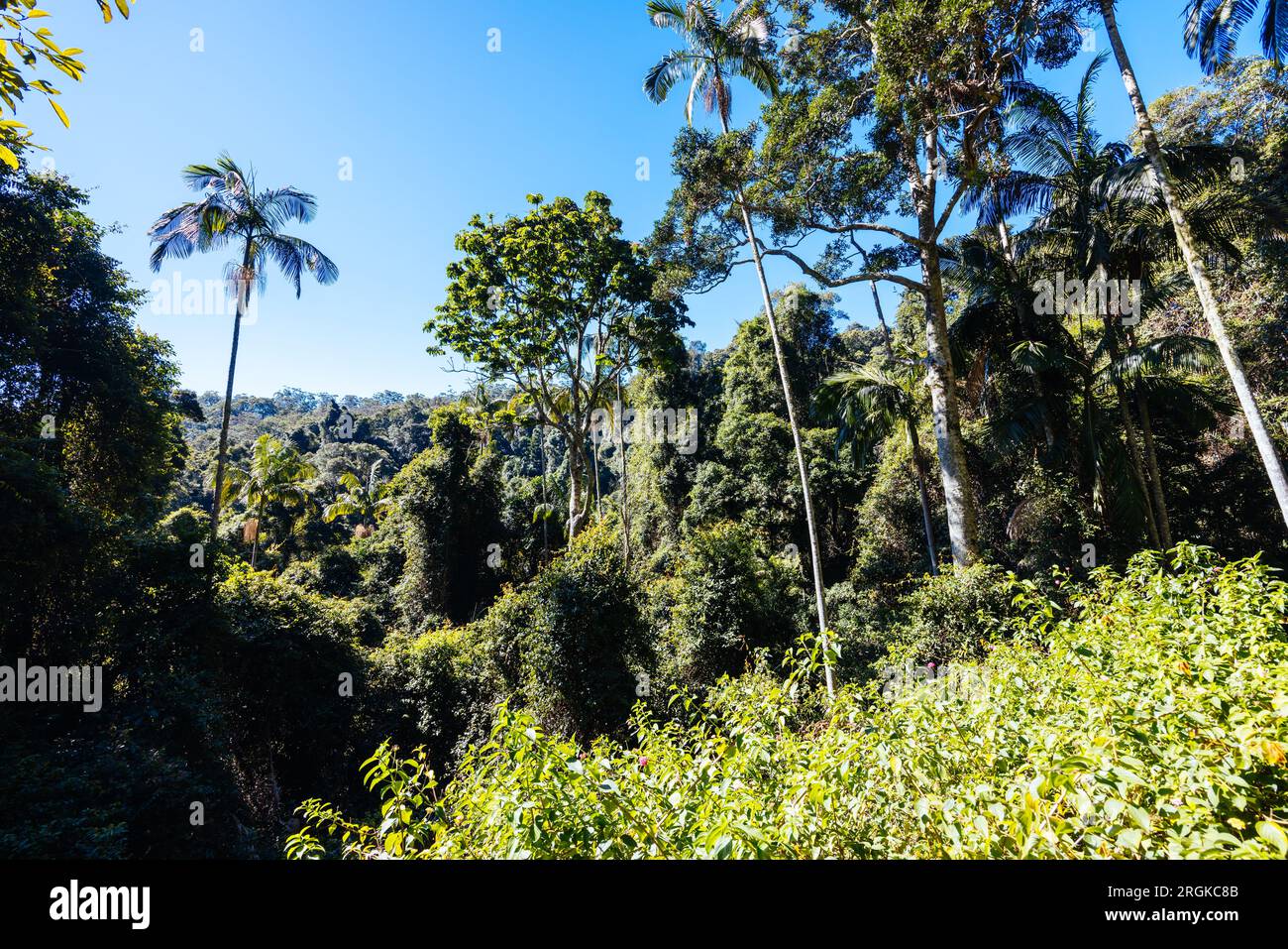 MT TAMBORINE, AUSTRALIA JUL 30 2023 The stunning Tamborine Rainforest Skywalk on a warm