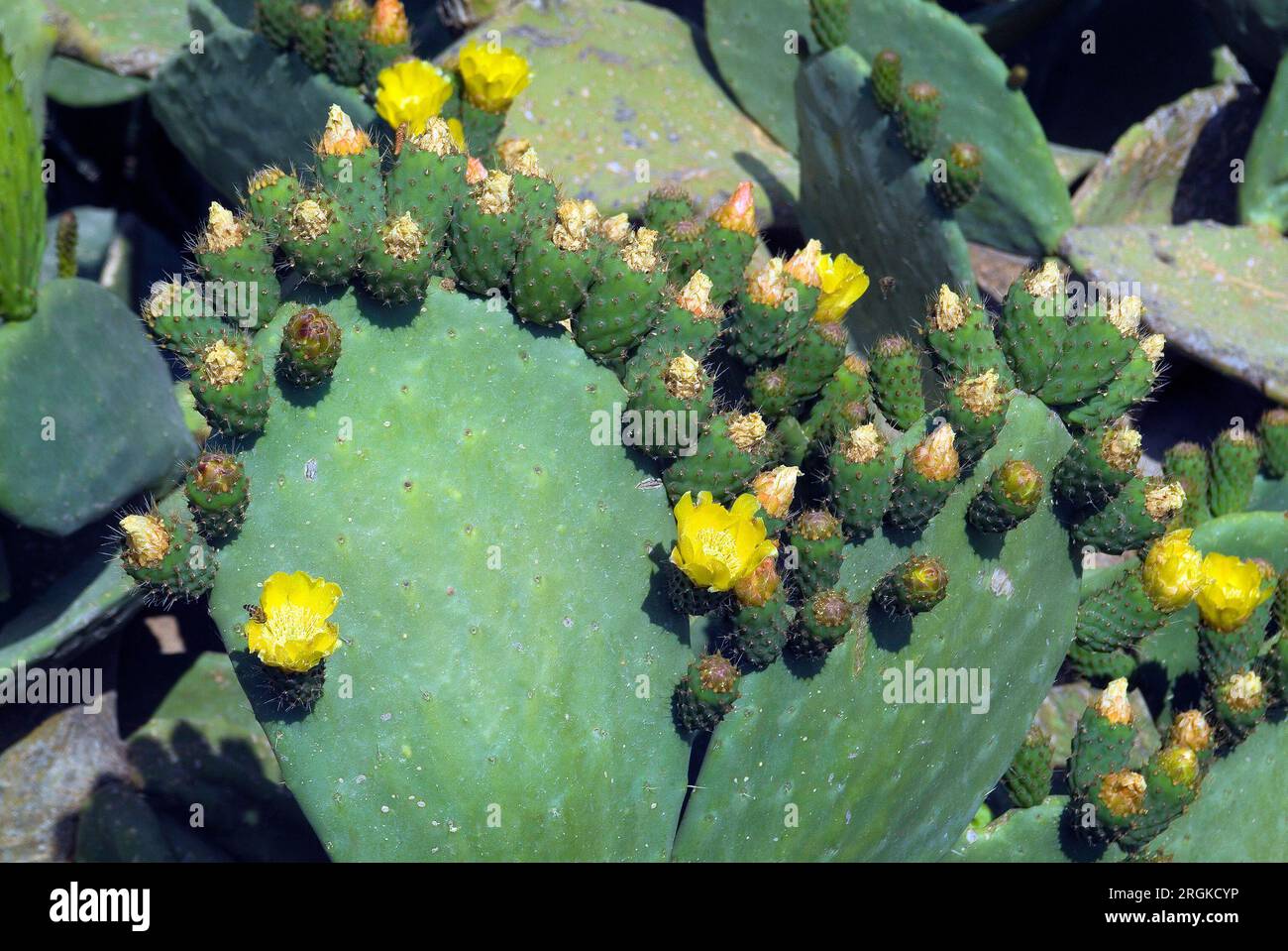 flowering prickly pear - fruits are edible Stock Photo