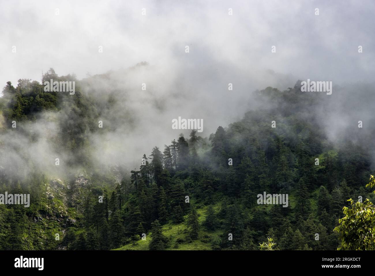 Dark and Dramatic Foggy Forest Landscape in Mountains of Nepal Stock ...