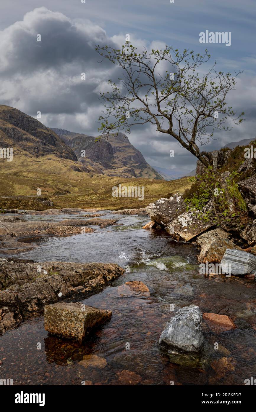 lone tree by stream in glencoe scottish highlands with storm clouds Stock Photo