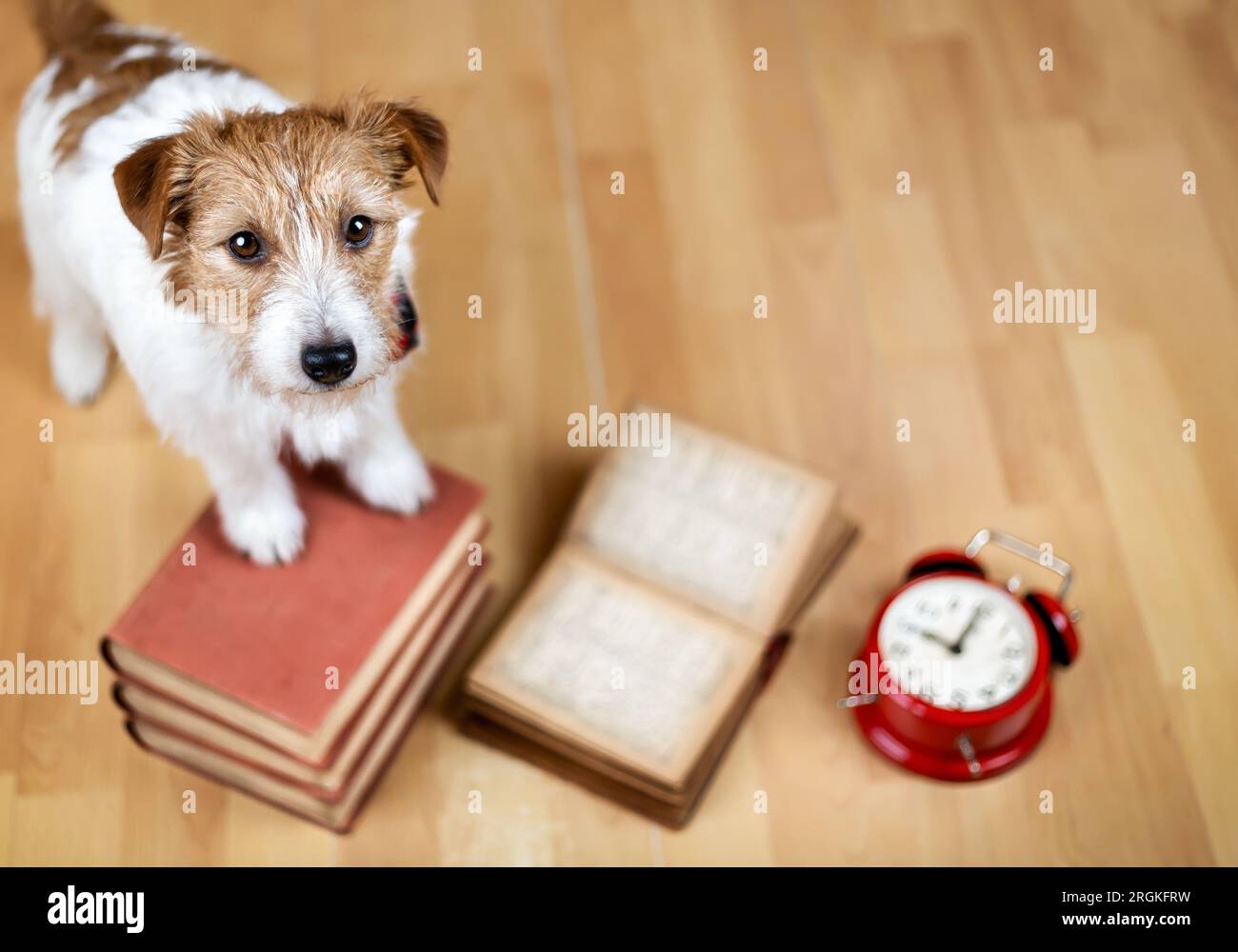 Cute pet dog with alarm clock and books. Back to school or puppy