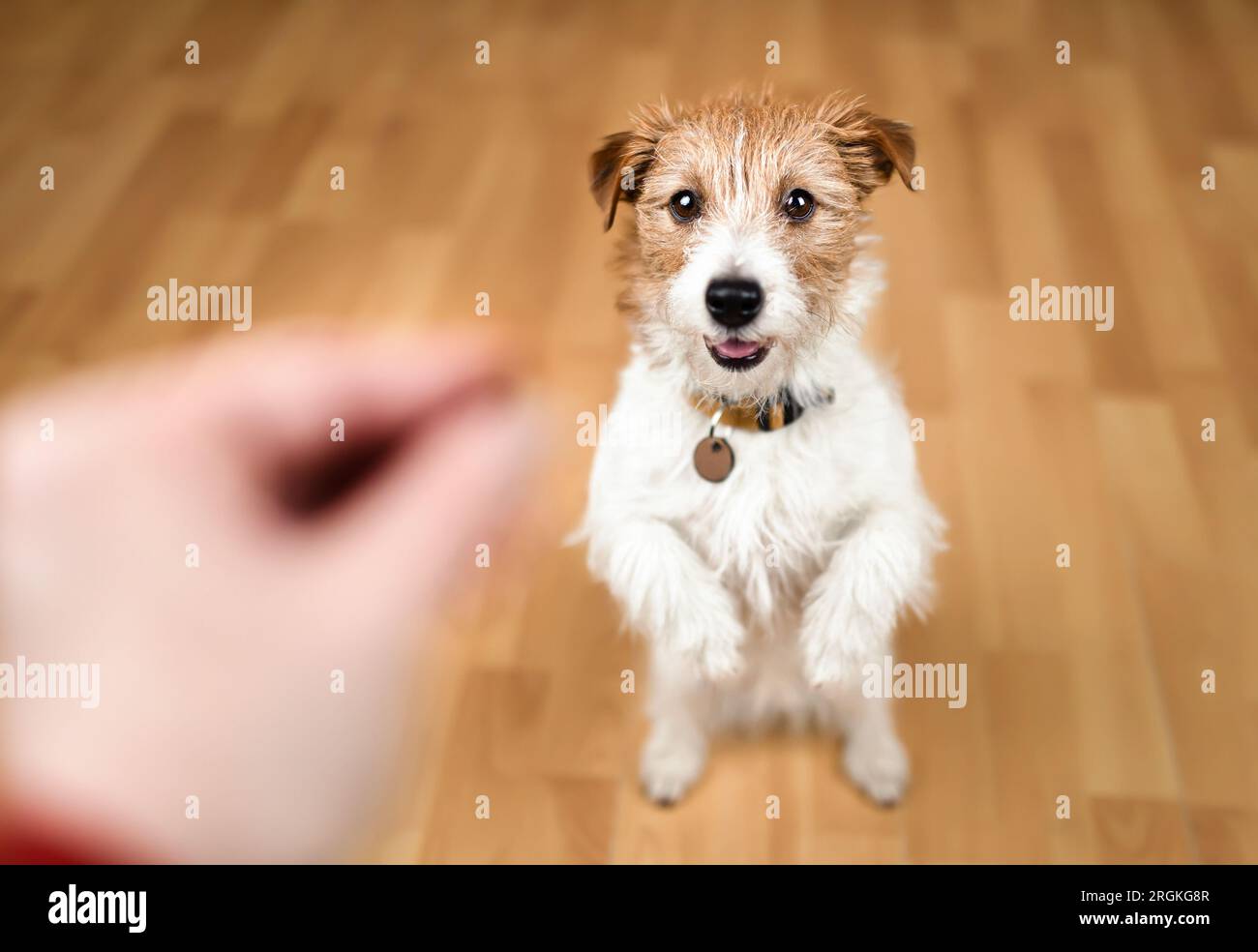 Cute dog begging for snack food. Puppy training background. Stock Photo