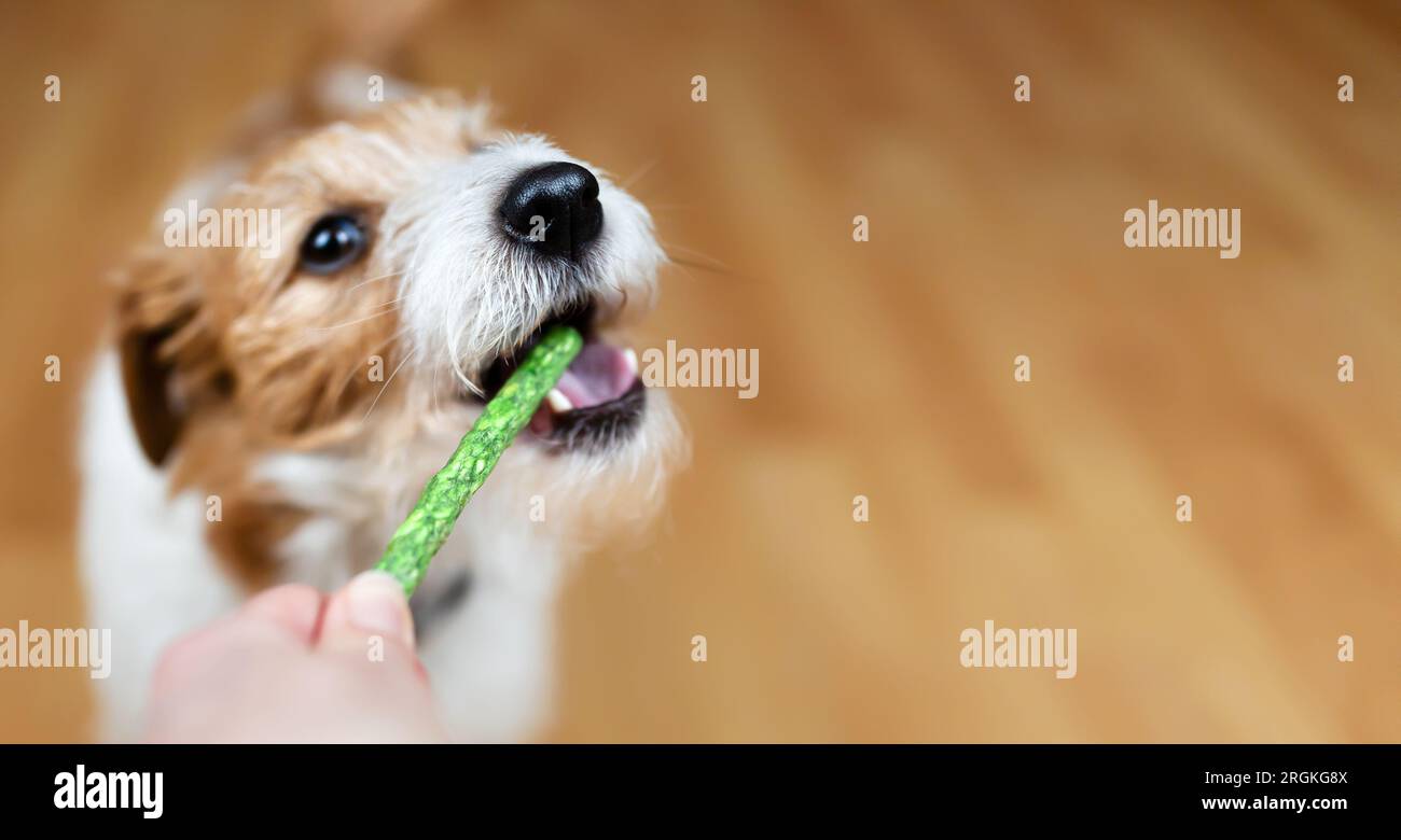 View of Hand giving snack treat to a healthy dog. Teeth cleaning, pet dental ...