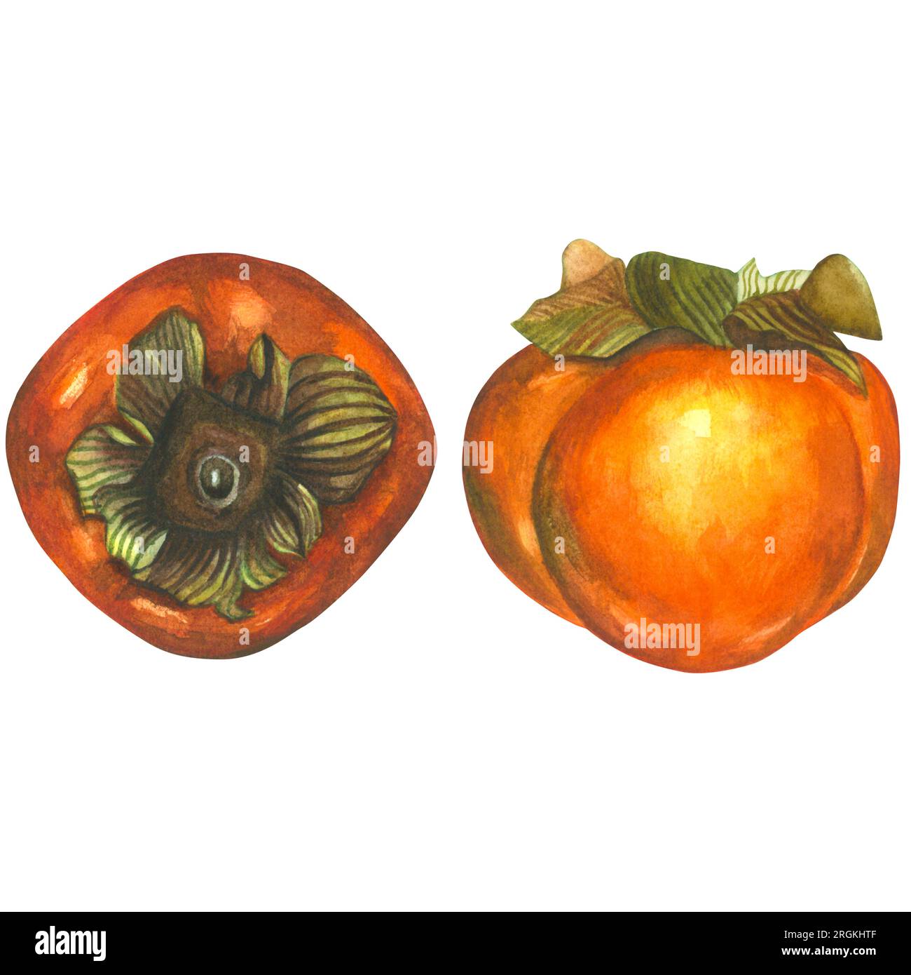 Watercolor illustration of a ripe persimmon from the side and top. Composition is isolated made by hand on a white background.For the Korean Chuseok Stock Photo