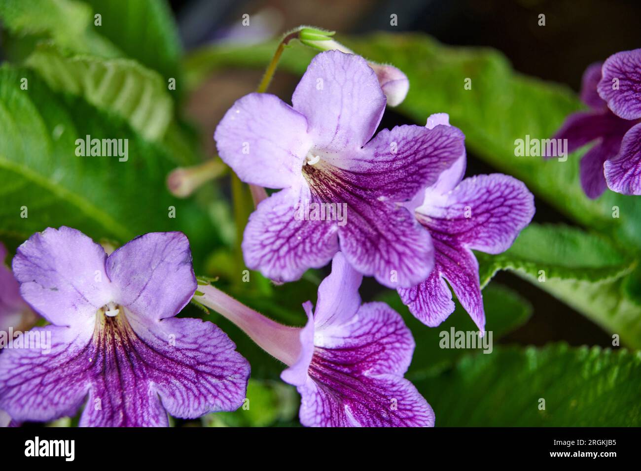 Streptocarpus, Cape primrose, Stock Photo