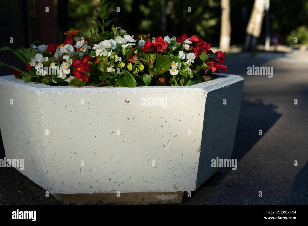 Flowers in flowerbed. City flowers in park. Concrete bowl for earth and seedlings. Architectural element in park. Stock Photo