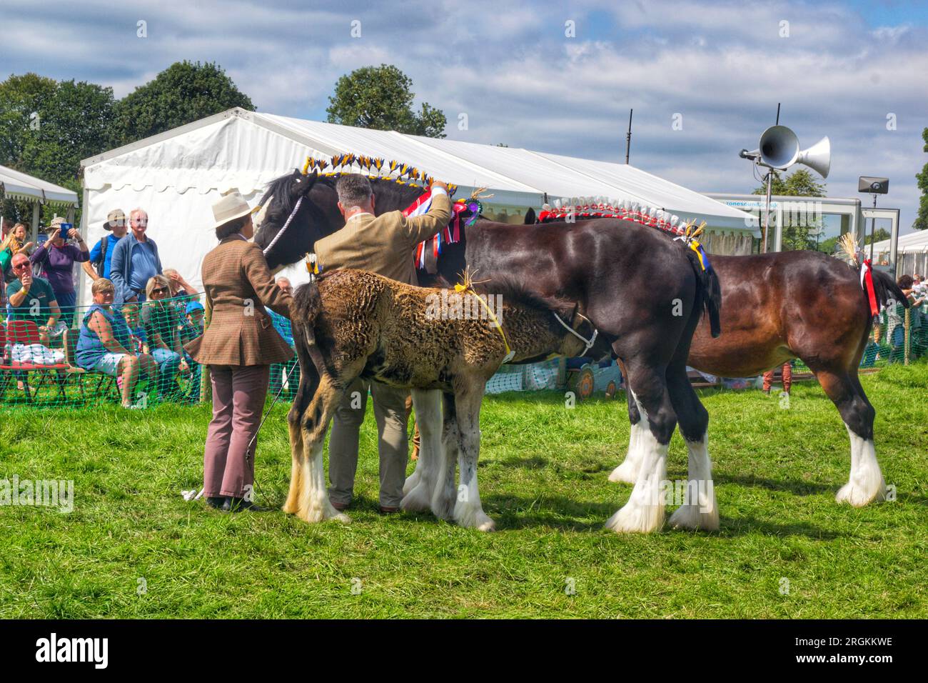 The Young Horse and it's Mum. Stock Photo