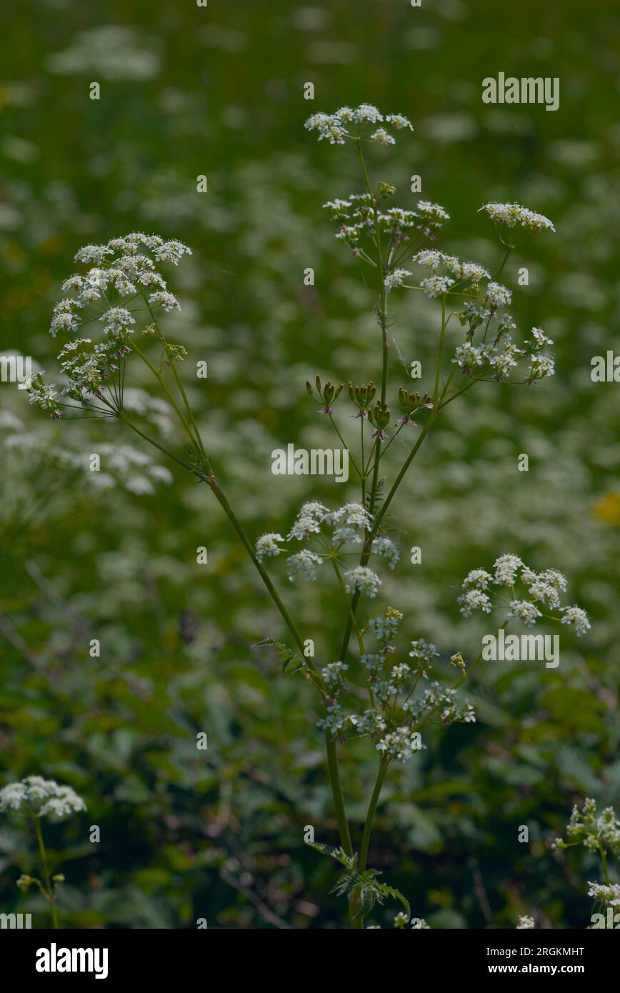 Wild Angelica or Forest Angelica also called Herbe aux anges or Sylvestre Angelica Stock Photo