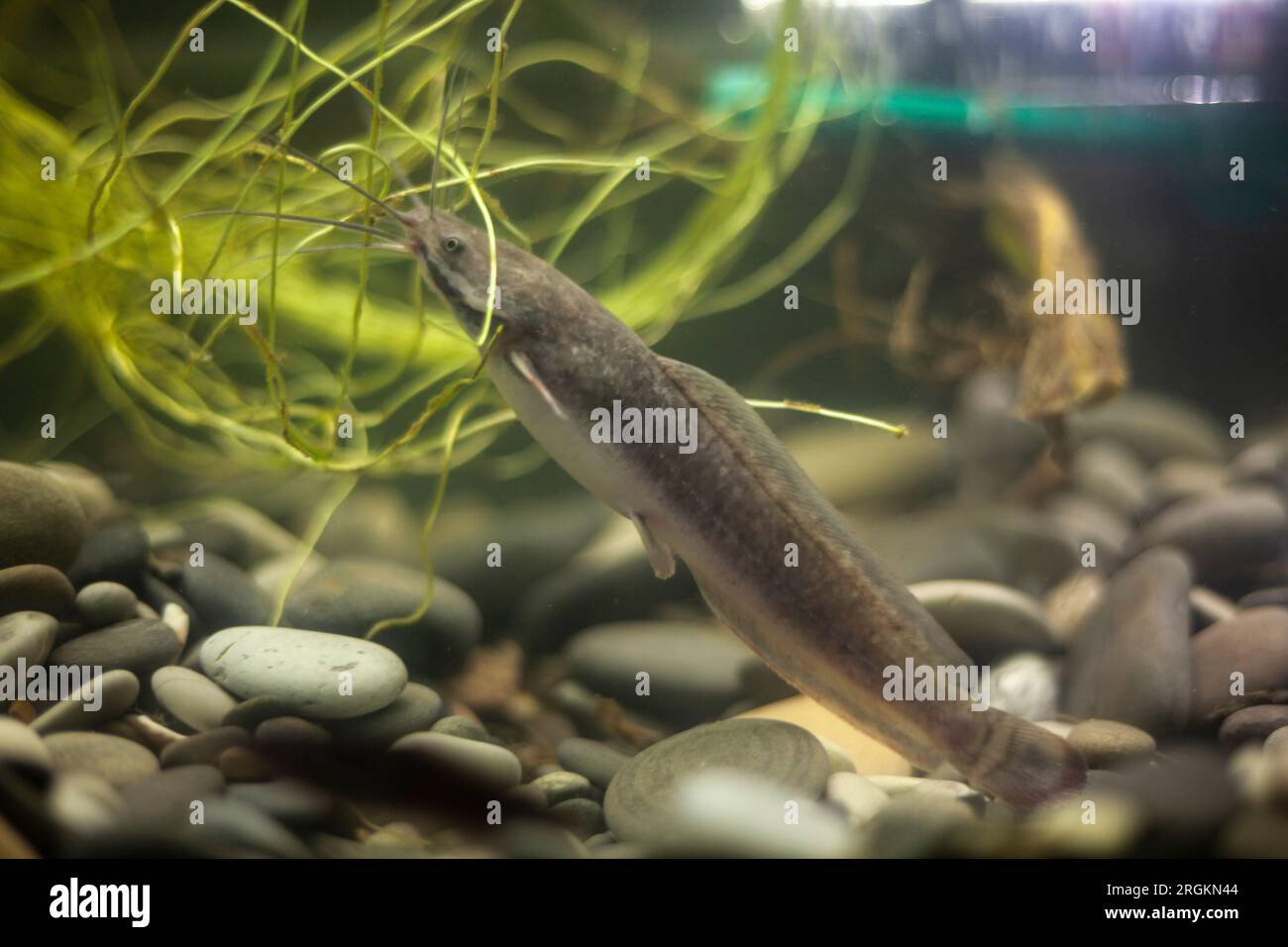 Fish in aquarium. Fish swim in water. Animal is at home. Fish eat