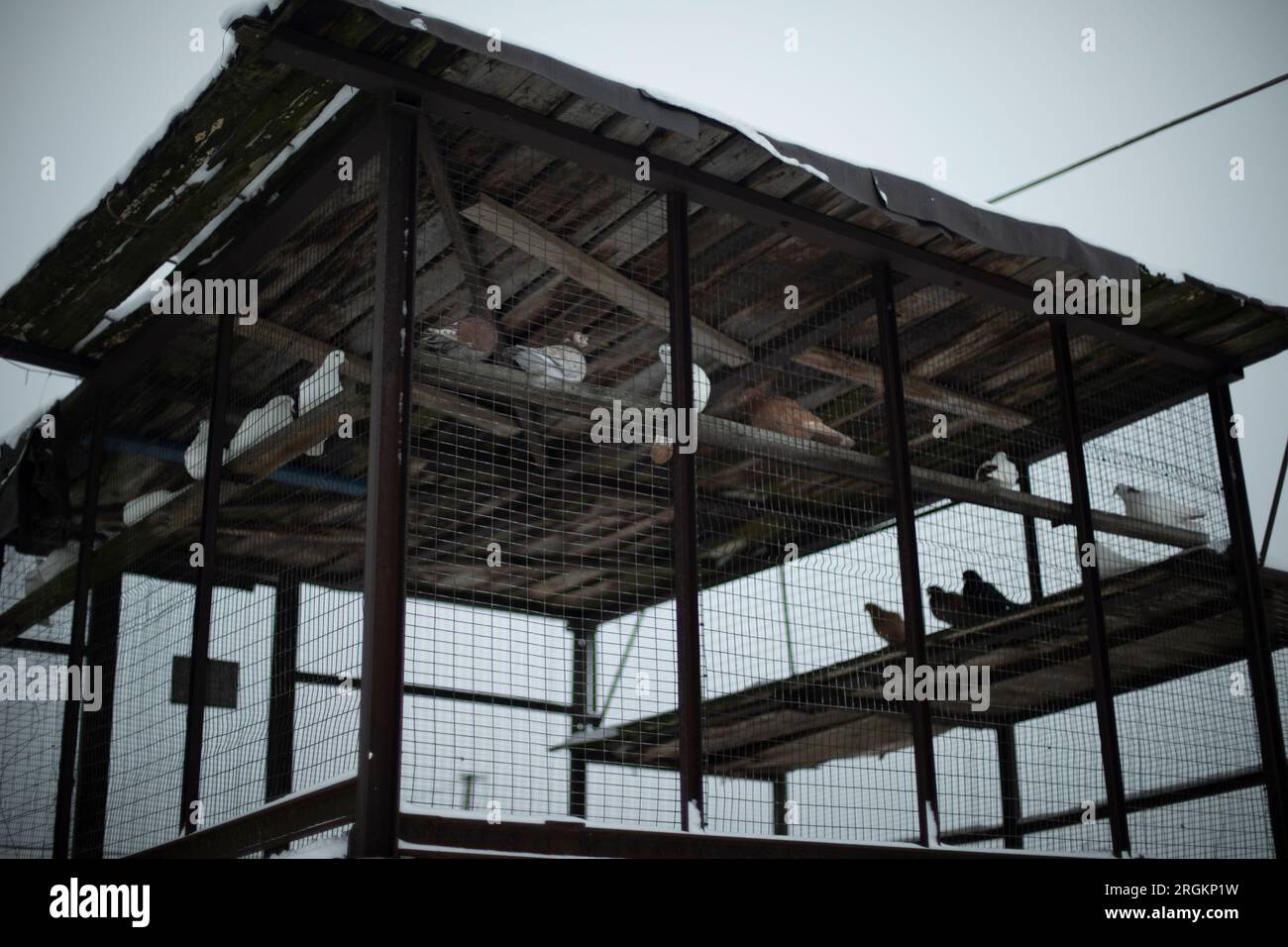 Pigeons in cage. Pigeon farm. Birds behind bars. Animals out of